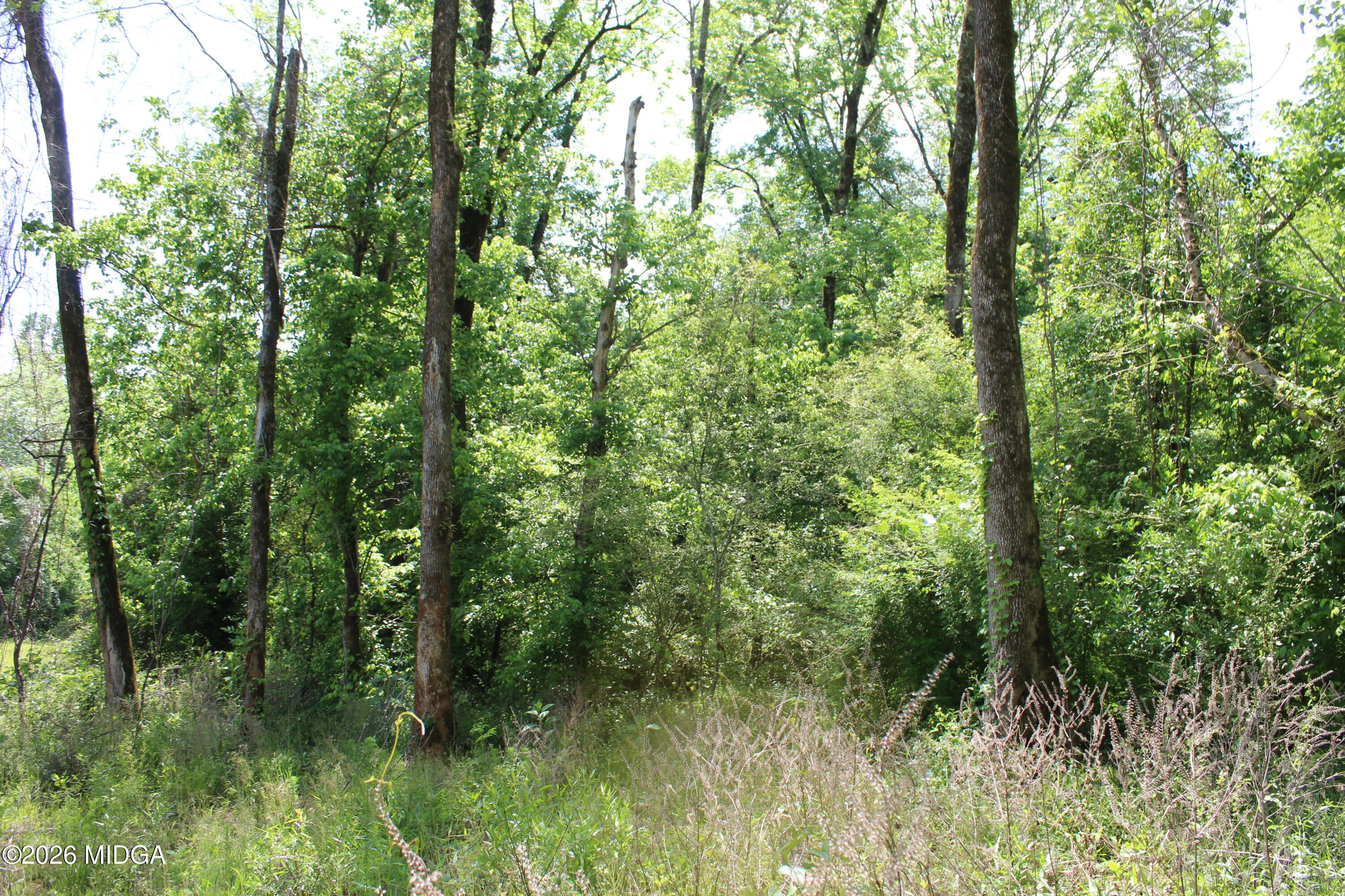 Lot 5 Jenkins Road Forsyth, GA 31029 - Photo 4 of 13 a view of a lush green forest