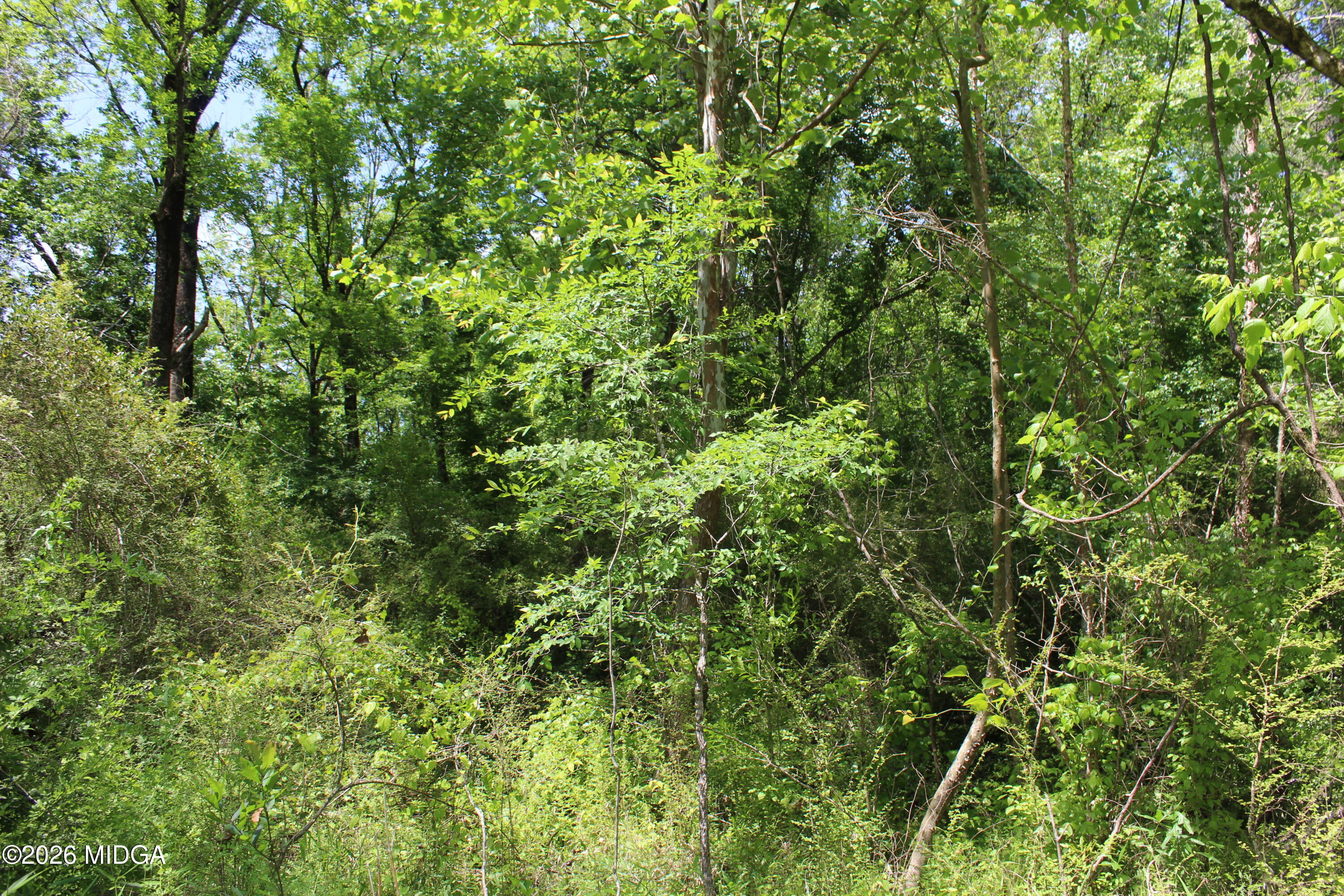Lot 5 Jenkins Road Forsyth, GA 31029 - Photo 6 of 13 a view of a lush green forest