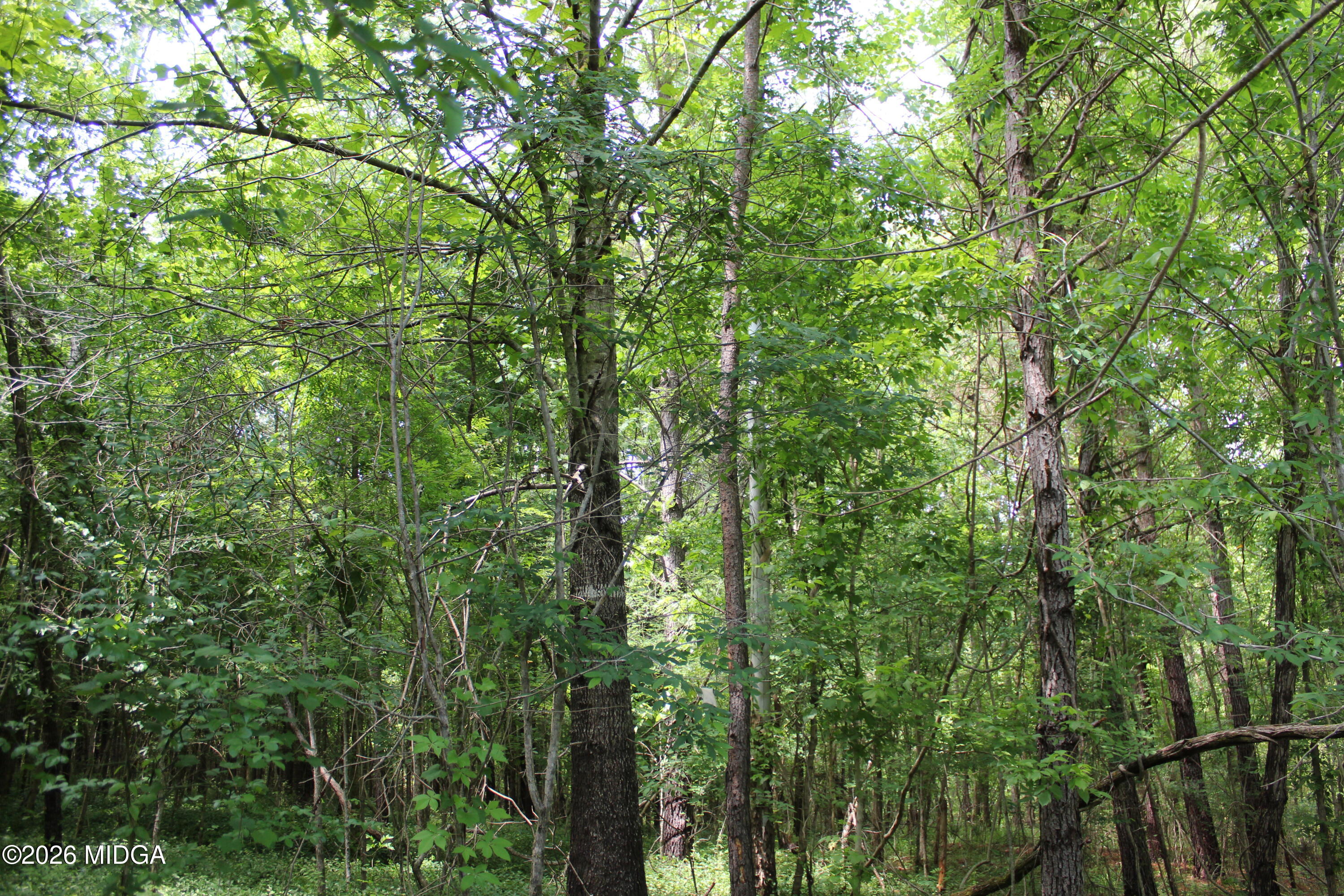 Lot 5 Jenkins Road Forsyth, GA 31029 - Photo 8 of 13 a view of a lush green forest