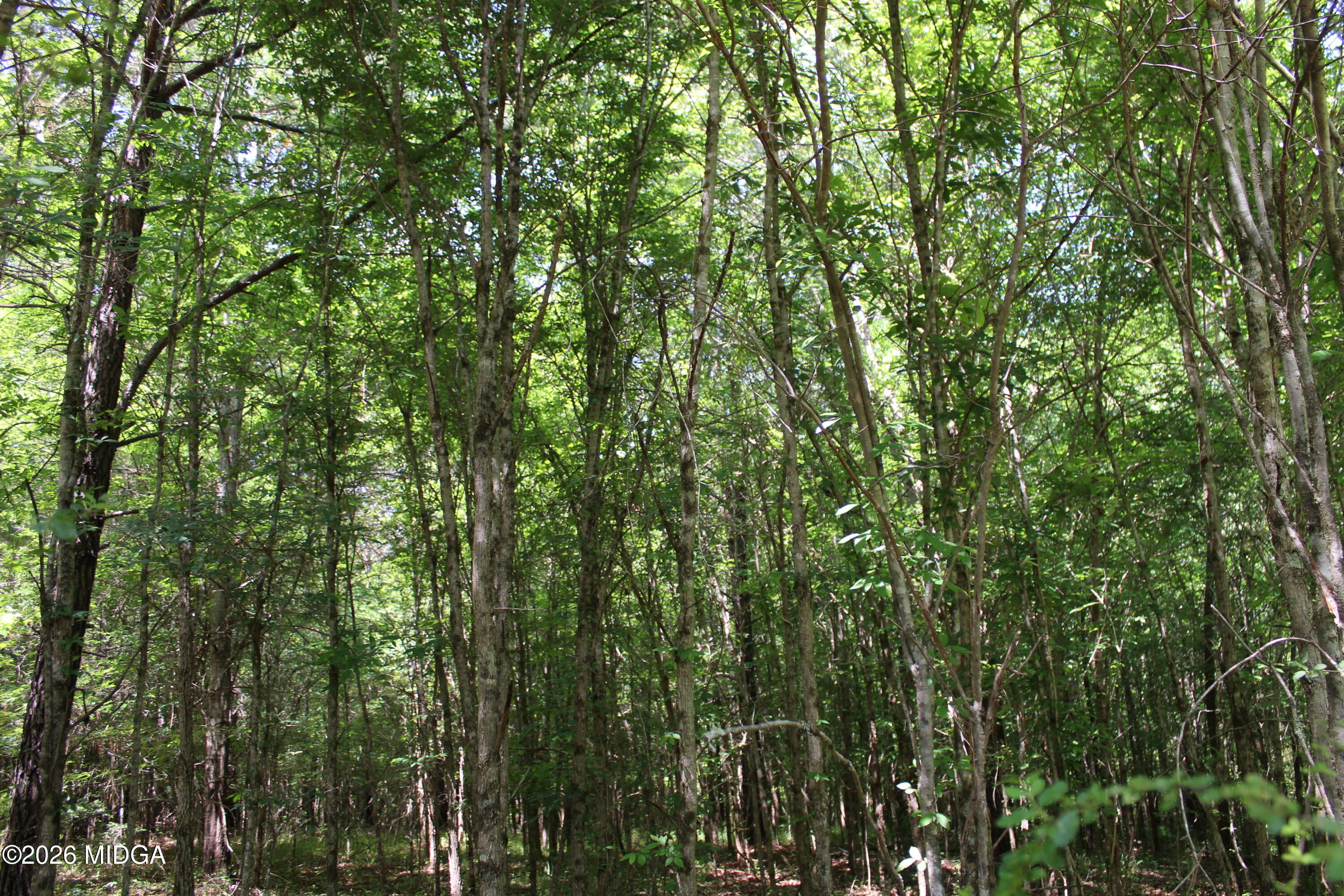 Lot 5 Jenkins Road Forsyth, GA 31029 - Photo 10 of 13 a view of a lush green forest