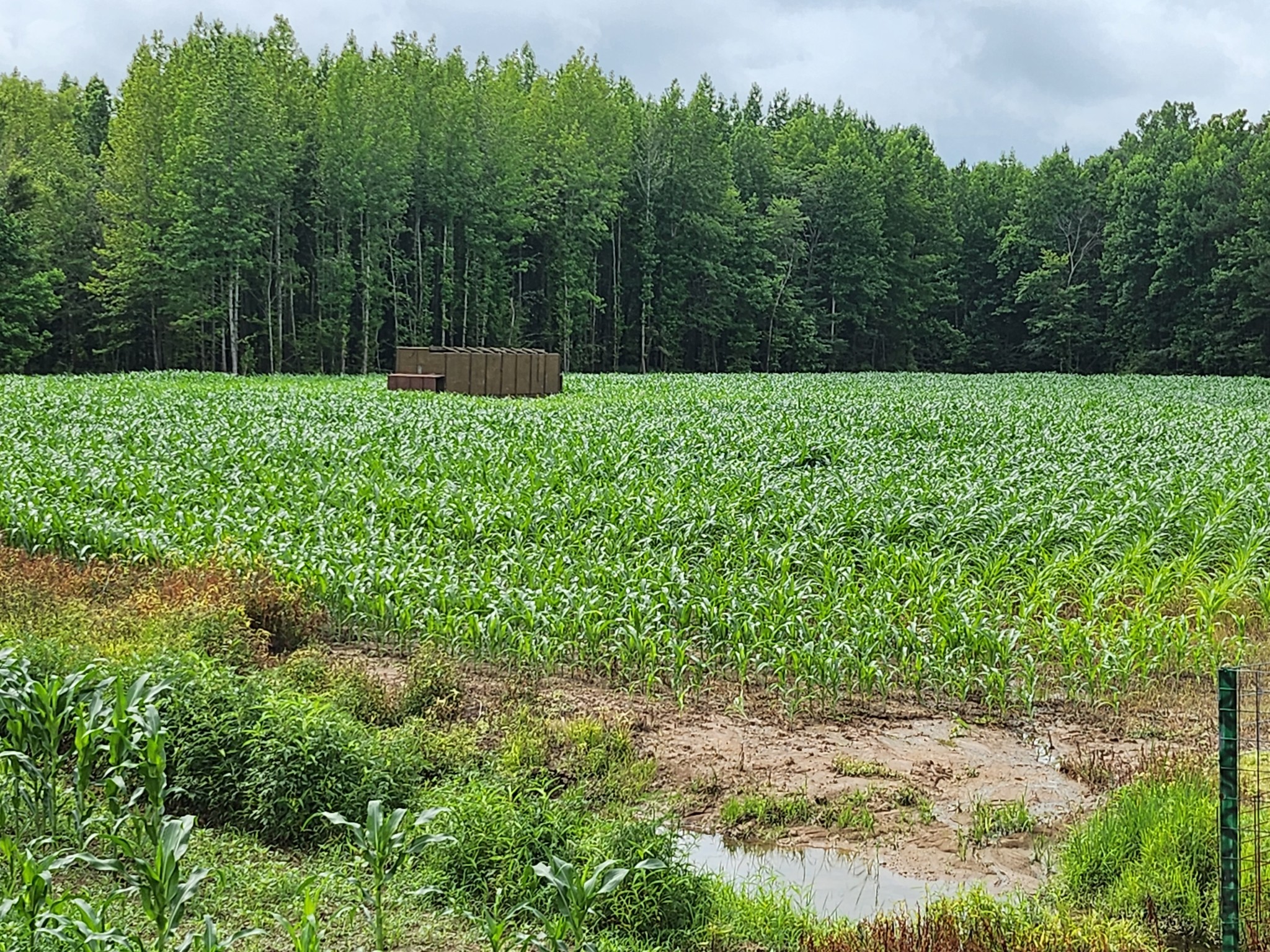 0 Rochelle Lane Hurricane Mills, TN 37078 - Photo 32 of 69 a view of a field with trees in the background