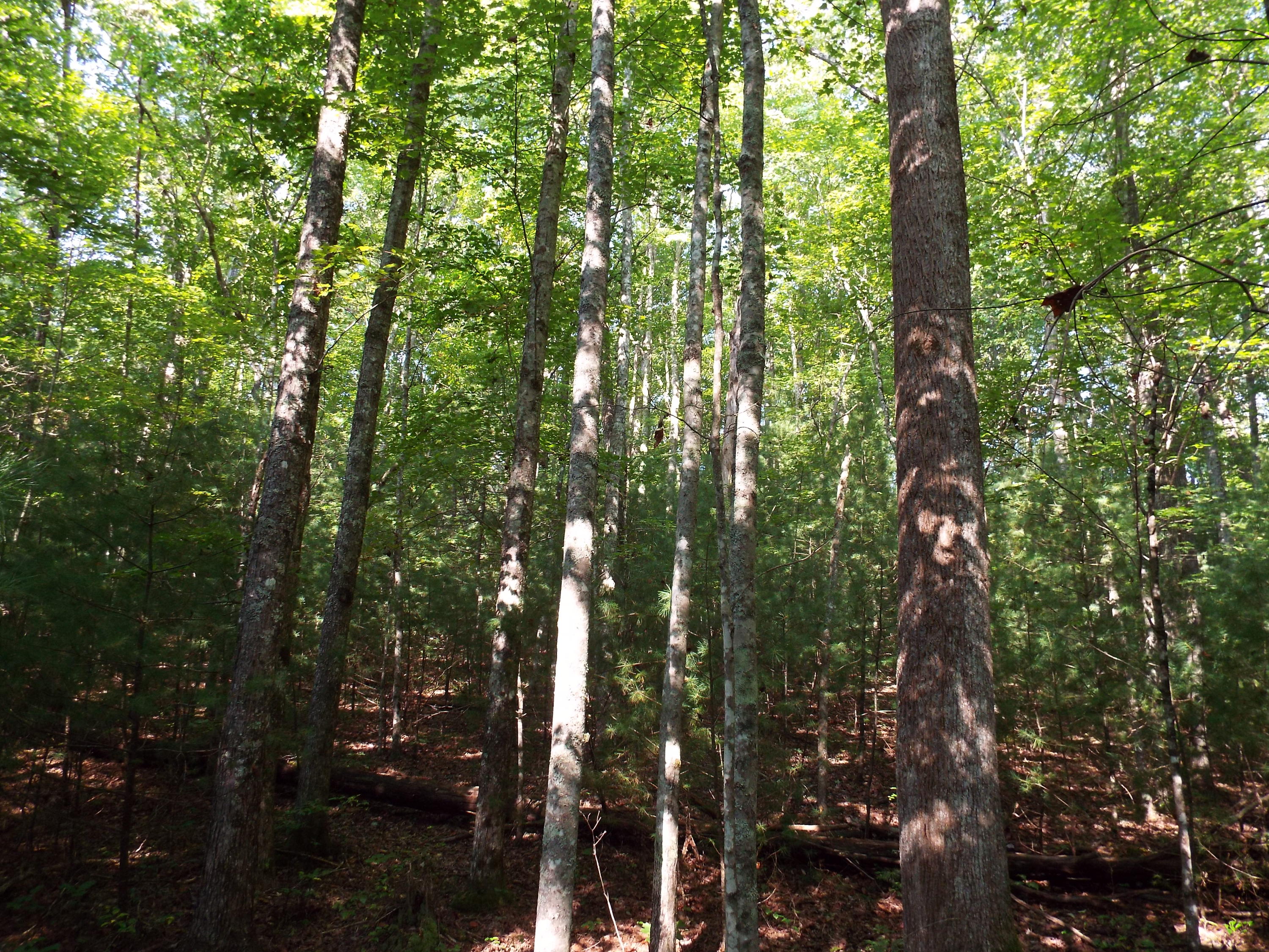 Lot 51 Homestead Hollow Road Lancing, TN 37770 - Photo 19 of 22 DSCF2864