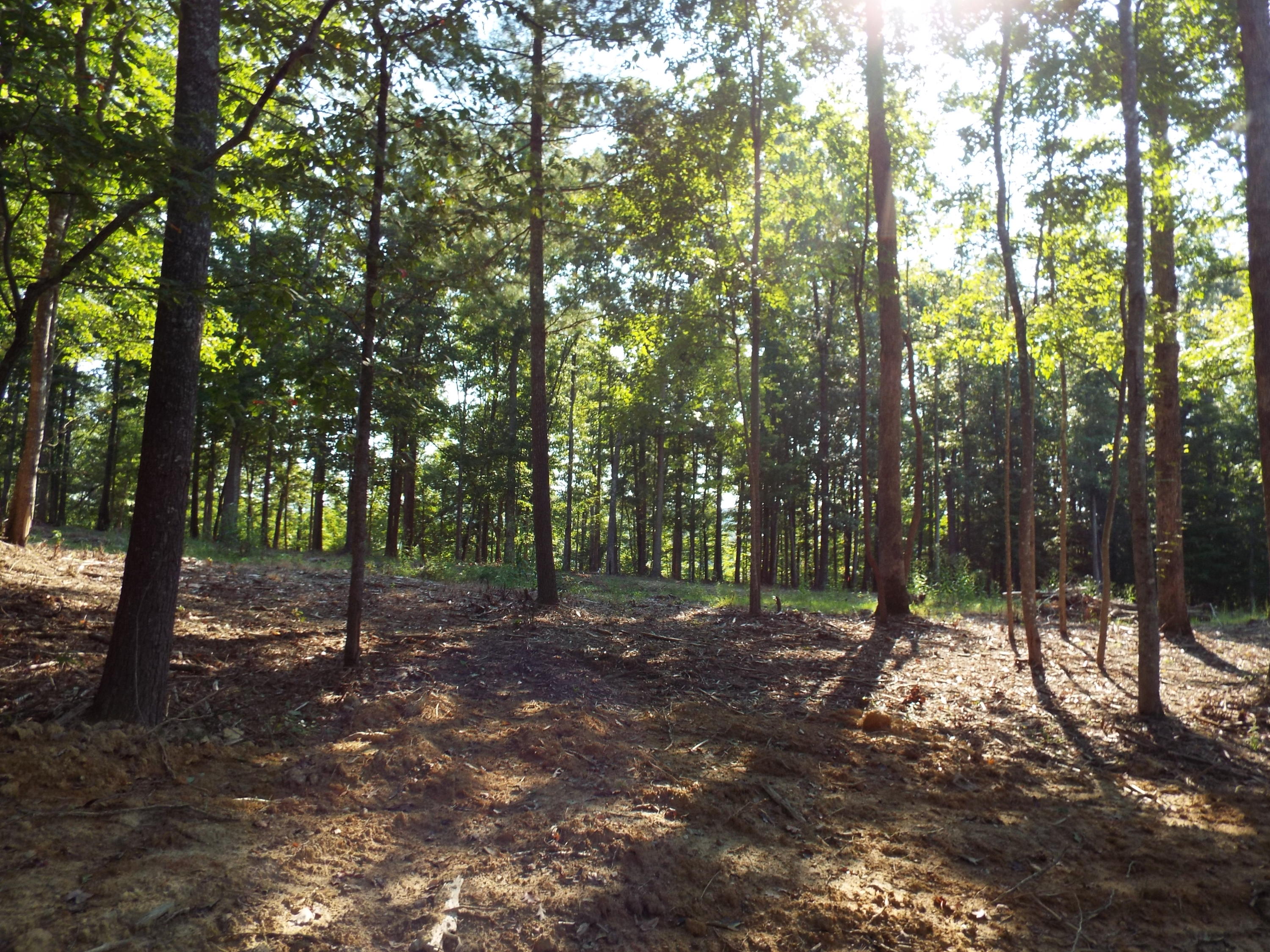 Lot 51 Homestead Hollow Road Lancing, TN 37770 - Photo 6 of 22 DSCF2855
