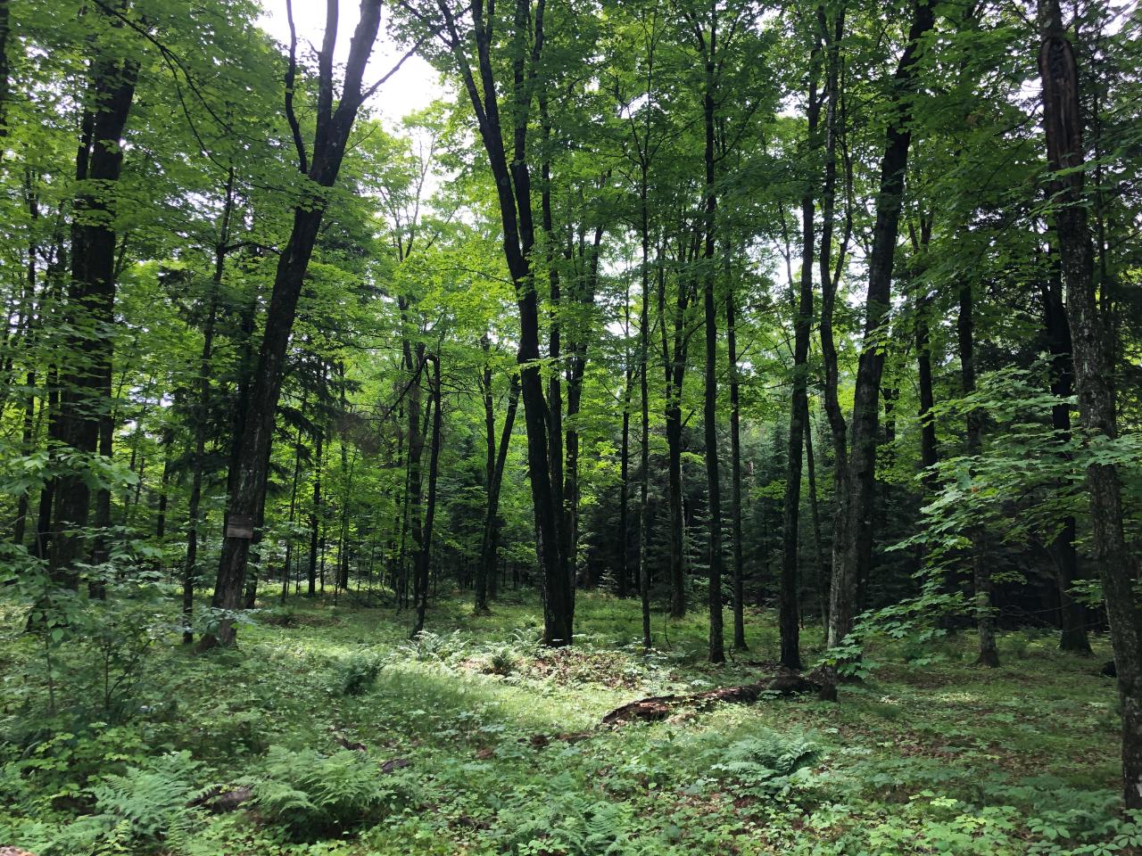Lot #1 Columbus Lake Road, Unit ON Eagle River, WI 54521 - Photo 11 of 27 Gallery Image 11