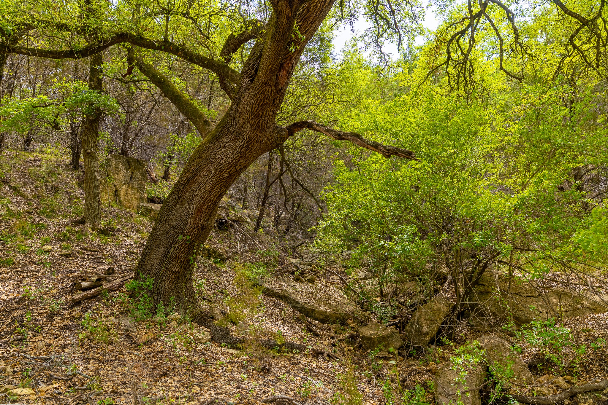 28205 Turner Ranch Road Marble Falls, TX 78654 - Photo 29 of 39 View of wooded area