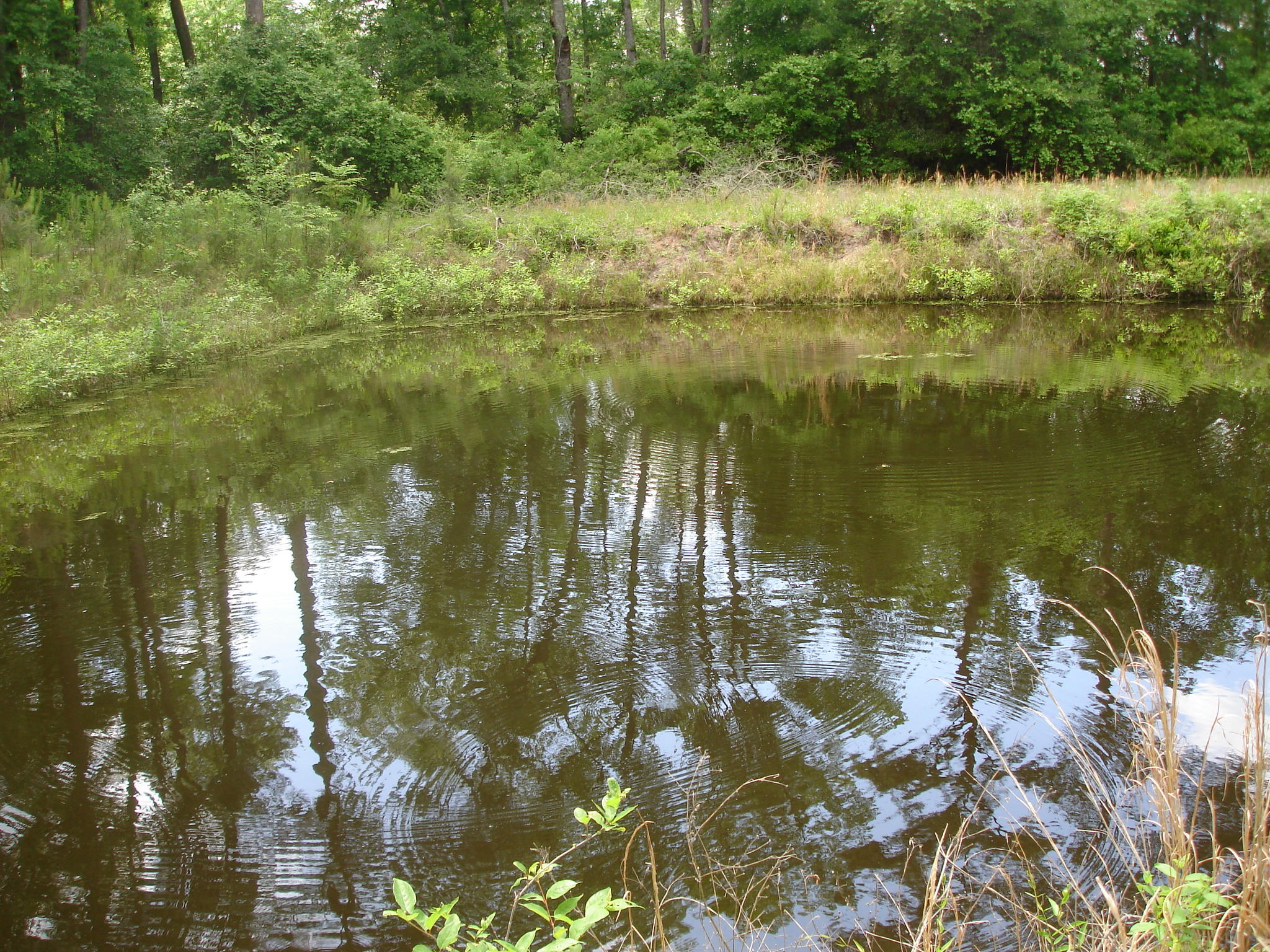 1 Clubhouse Road Ridgeville, SC 29472 - Photo 11 of 18 Perry Tract (10)