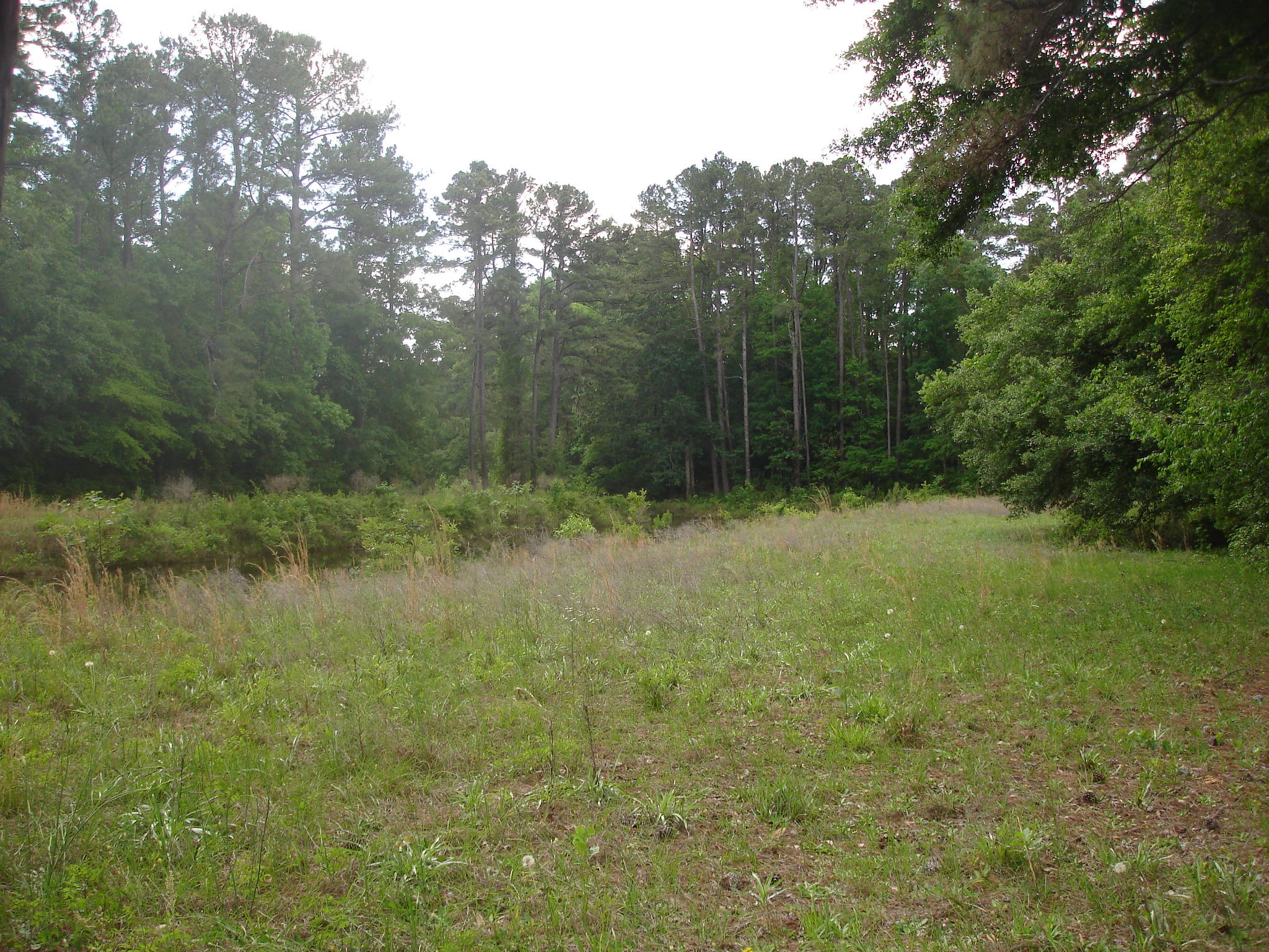 1 Clubhouse Road Ridgeville, SC 29472 - Photo 13 of 18 Perry Tract (8)