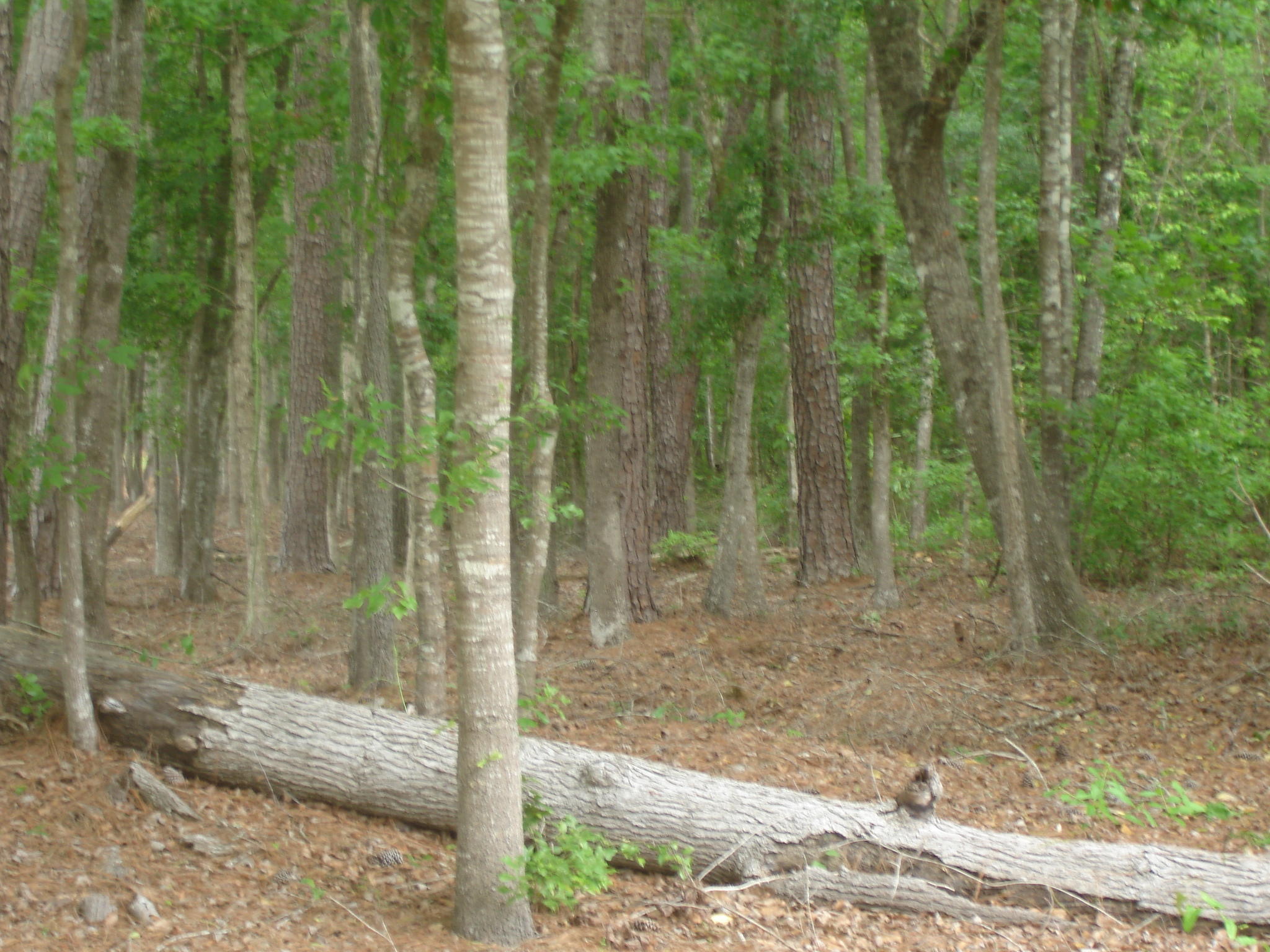 1 Clubhouse Road Ridgeville, SC 29472 - Photo 16 of 18 Perry Tract (3)