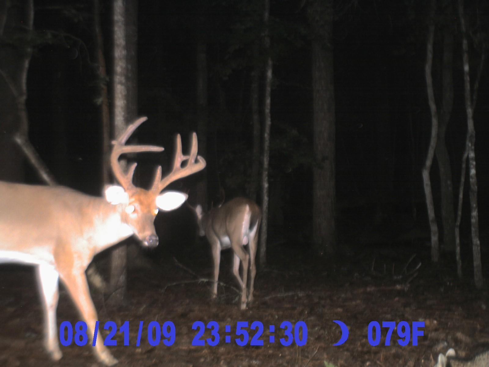Deer 8-23-09 (4)