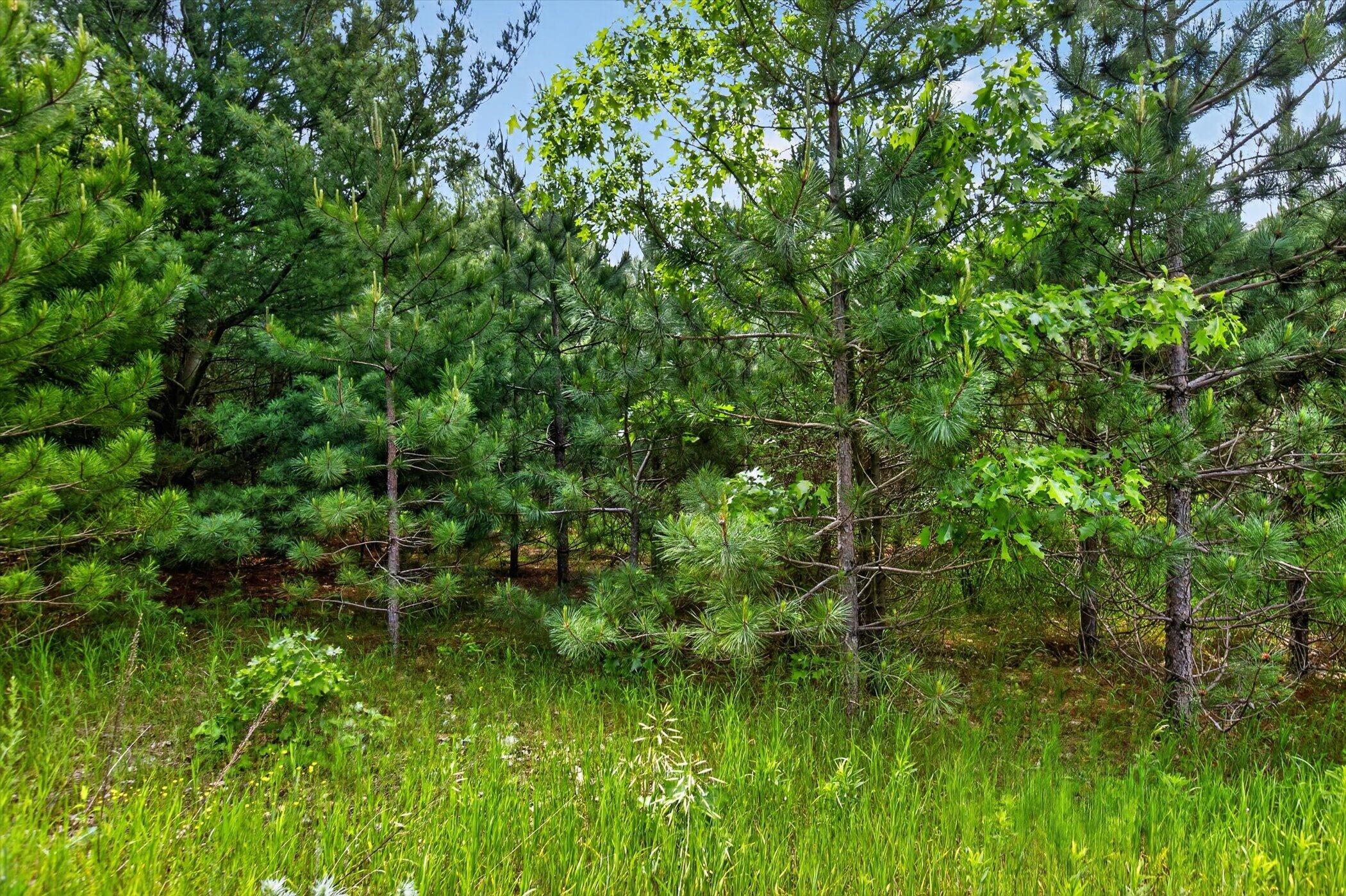 V/l South Deer Lake Road Chase, MI 49623 - Photo 10 of 16 01-S-Deer-Lake-Rd-Windowstill-Photograph