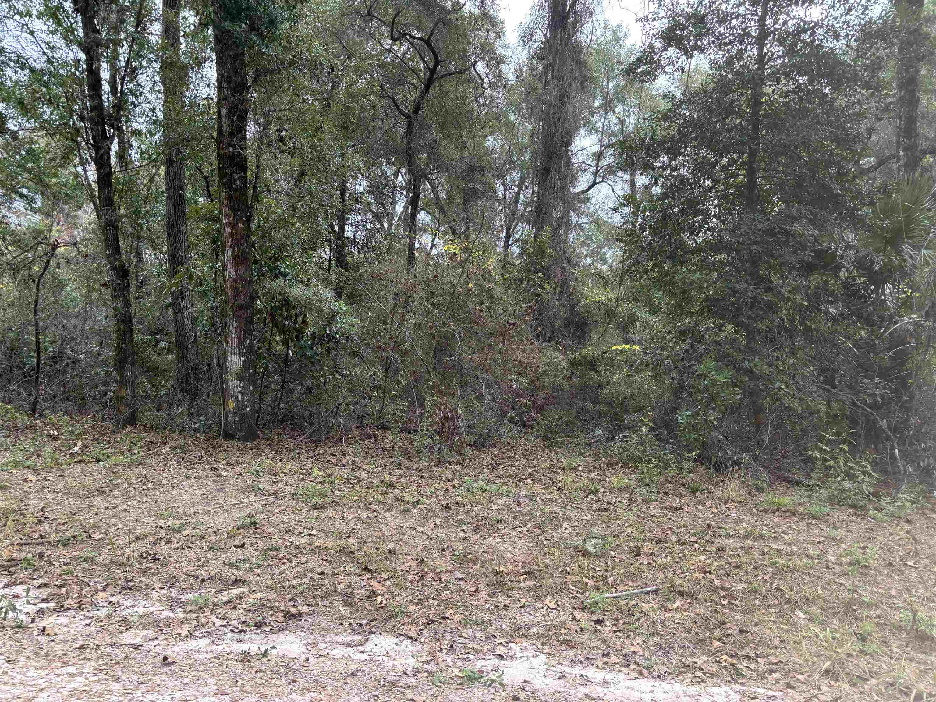 133 Rochelise Road Crawfordville, FL 32327 - Photo 3 of 4