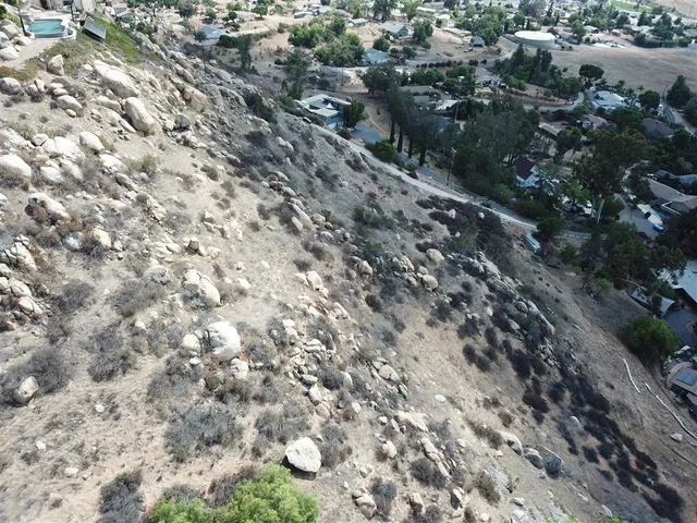 a view of a forest with a tree