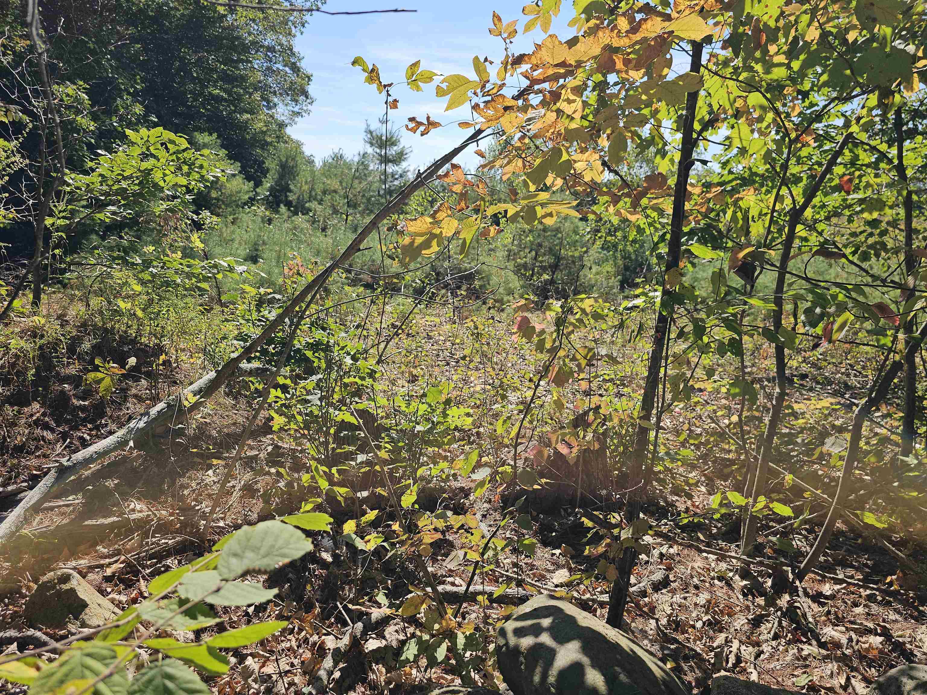 0 Shaw Road Center Barnstead, NH 03225 - Photo 19 of 39