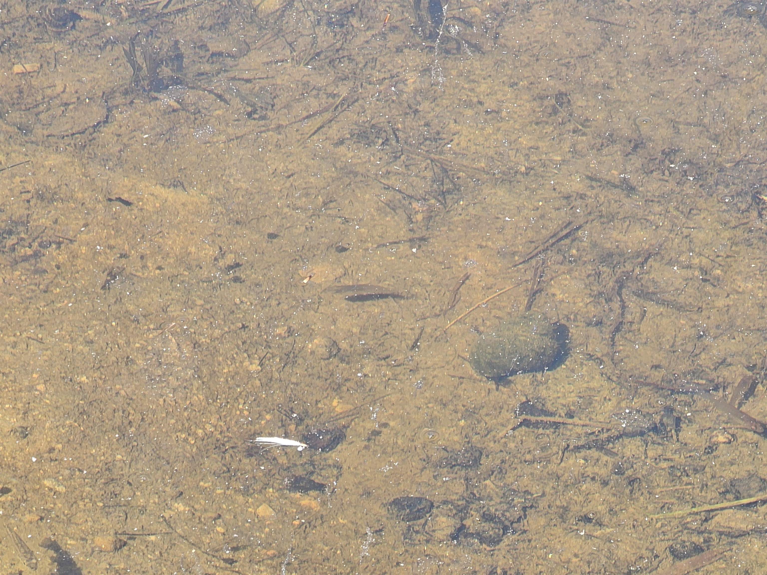 0 Shaw Road Center Barnstead, NH 03225 - Photo 29 of 39