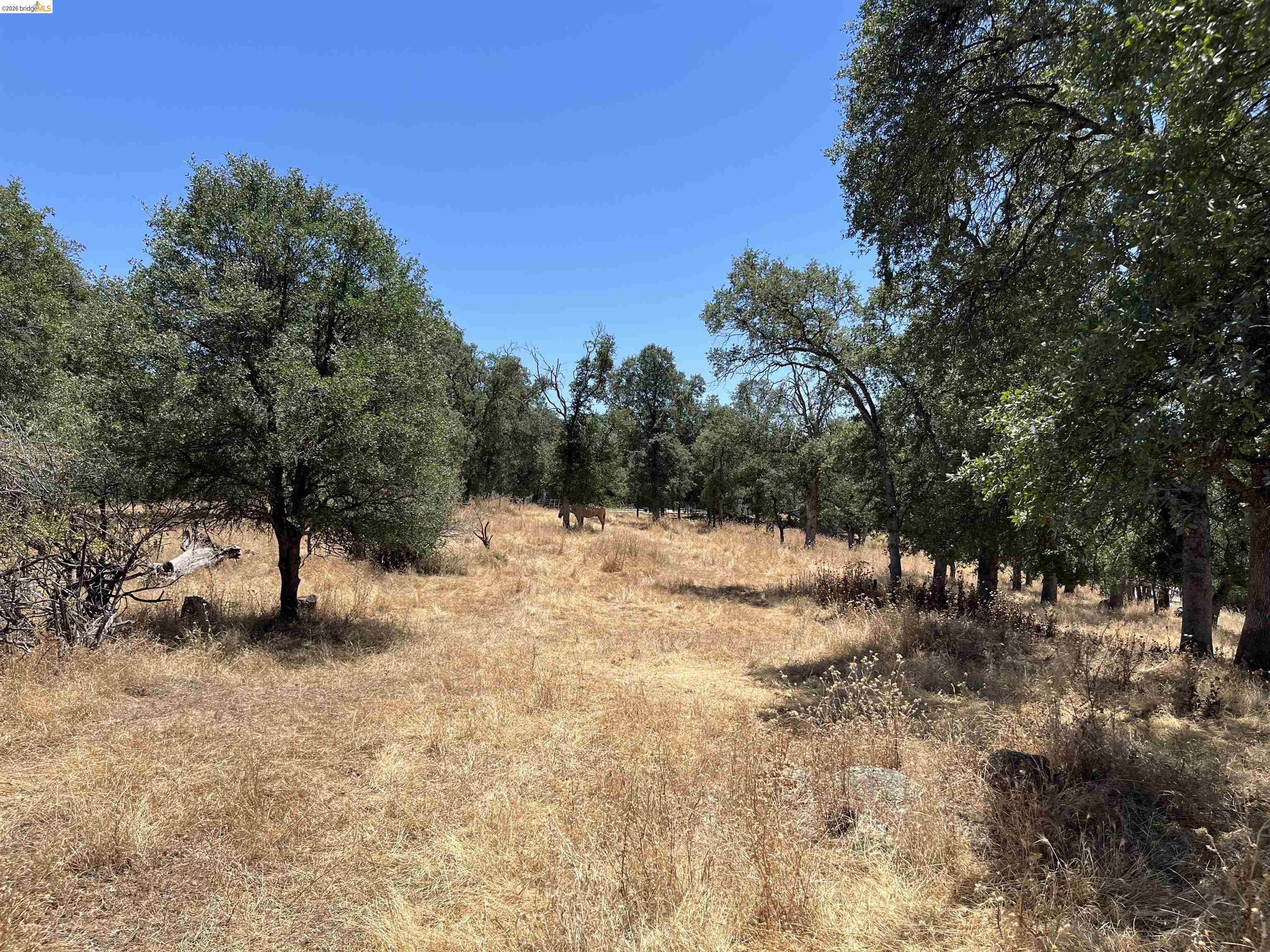18195 Wards Ferry Road Sonora, CA 95370 - Photo 56 of 67 Expansive open landscape featuring a combination of mature trees and dried grasses under a clear sky