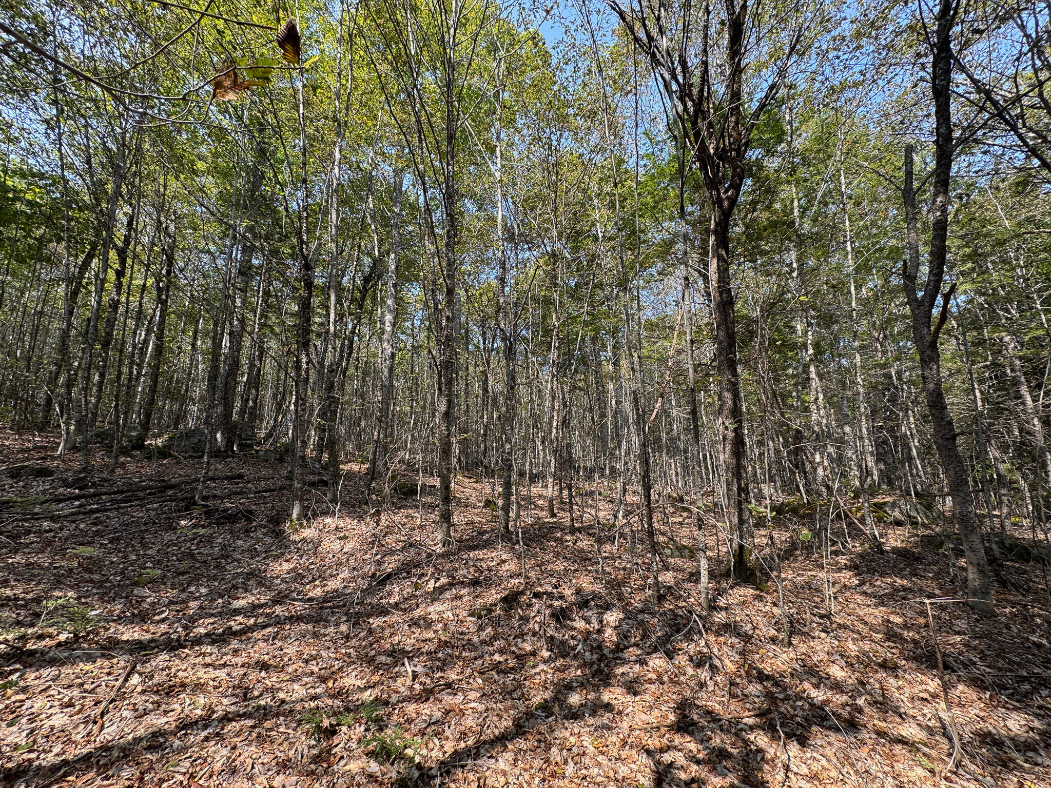 P/o M29-l23 P/o M29-l23 Bluff Road Enfield, ME 04493 - Photo 11 of 29 IMG_8549