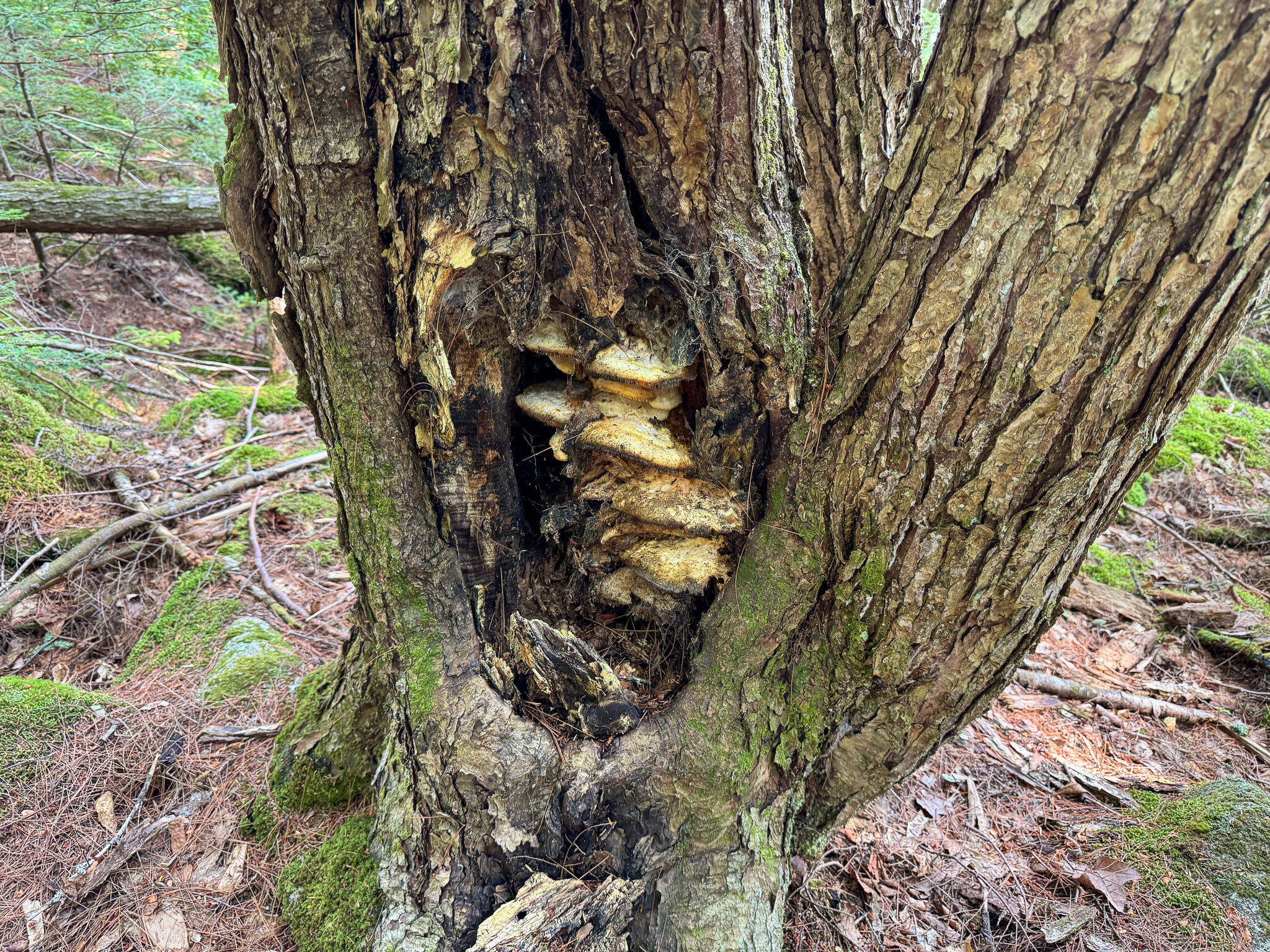 P/o M29-l23 P/o M29-l23 Bluff Road Enfield, ME 04493 - Photo 22 of 29 IMG_8560