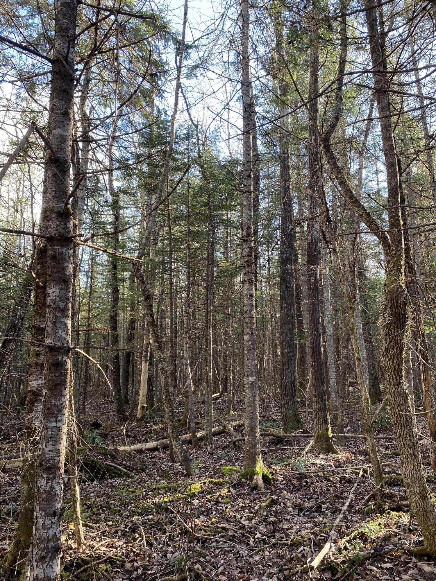 Lot 023 Pleasant Ridge Road Dexter, ME 04930 - Photo 3 of 7 IMG_8524