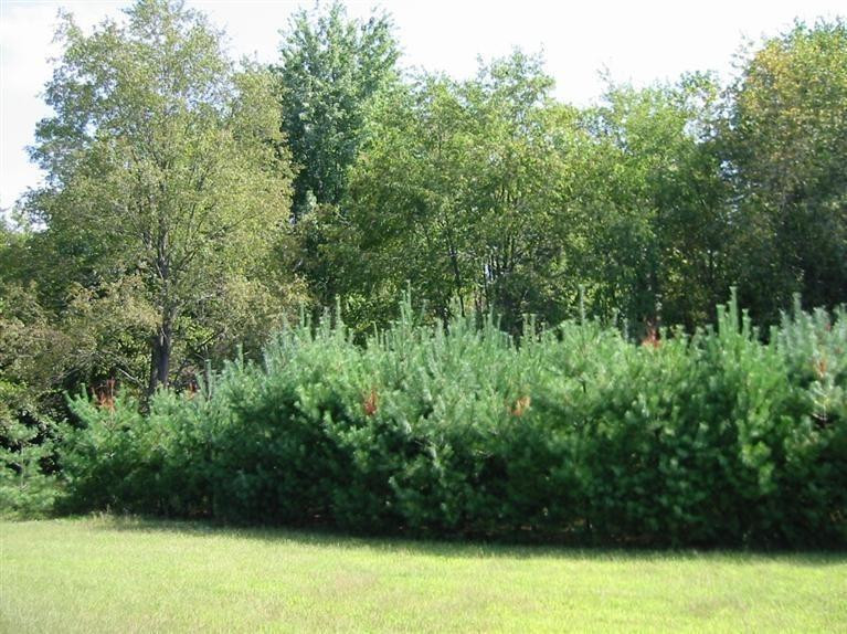 10345 Bunton Road Willis, MI 48191 - Photo 27 of 28 Photo 27