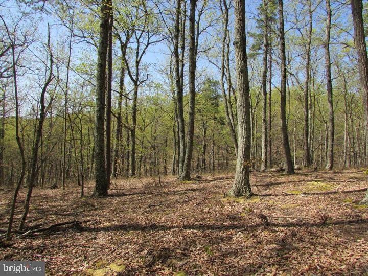 1419 Paul's Woods Road Delray, WV 26714 - Photo 52 of 105 a backyard of a house with lots of tall trees