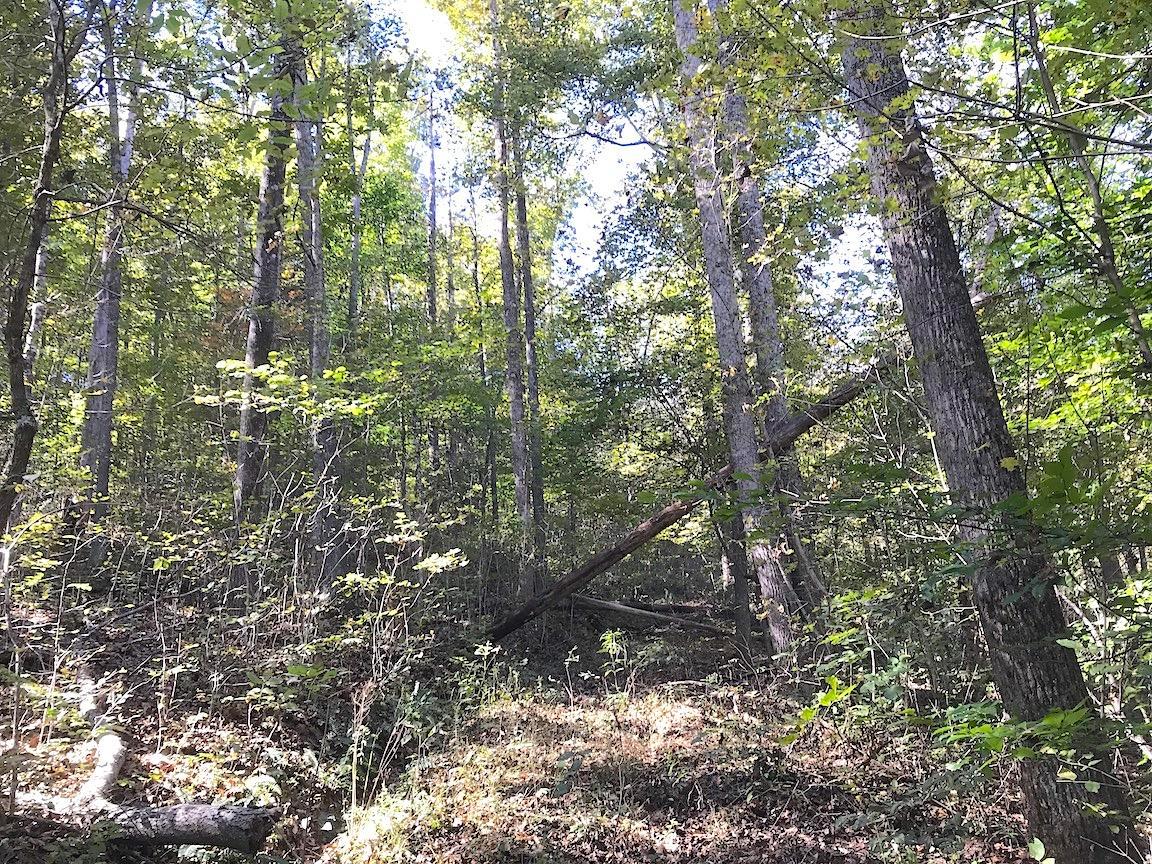 230 Nance Road Lucasville, OH 45648 - Photo 17 of 50 Gallery Image 17