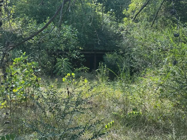 a plant view in yard