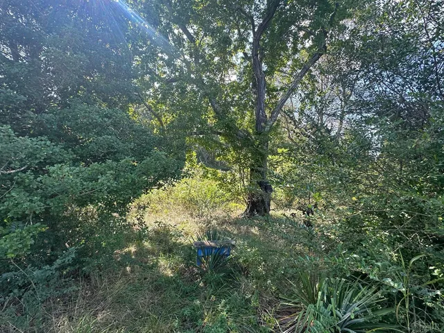 a view of a forest with lush green forest