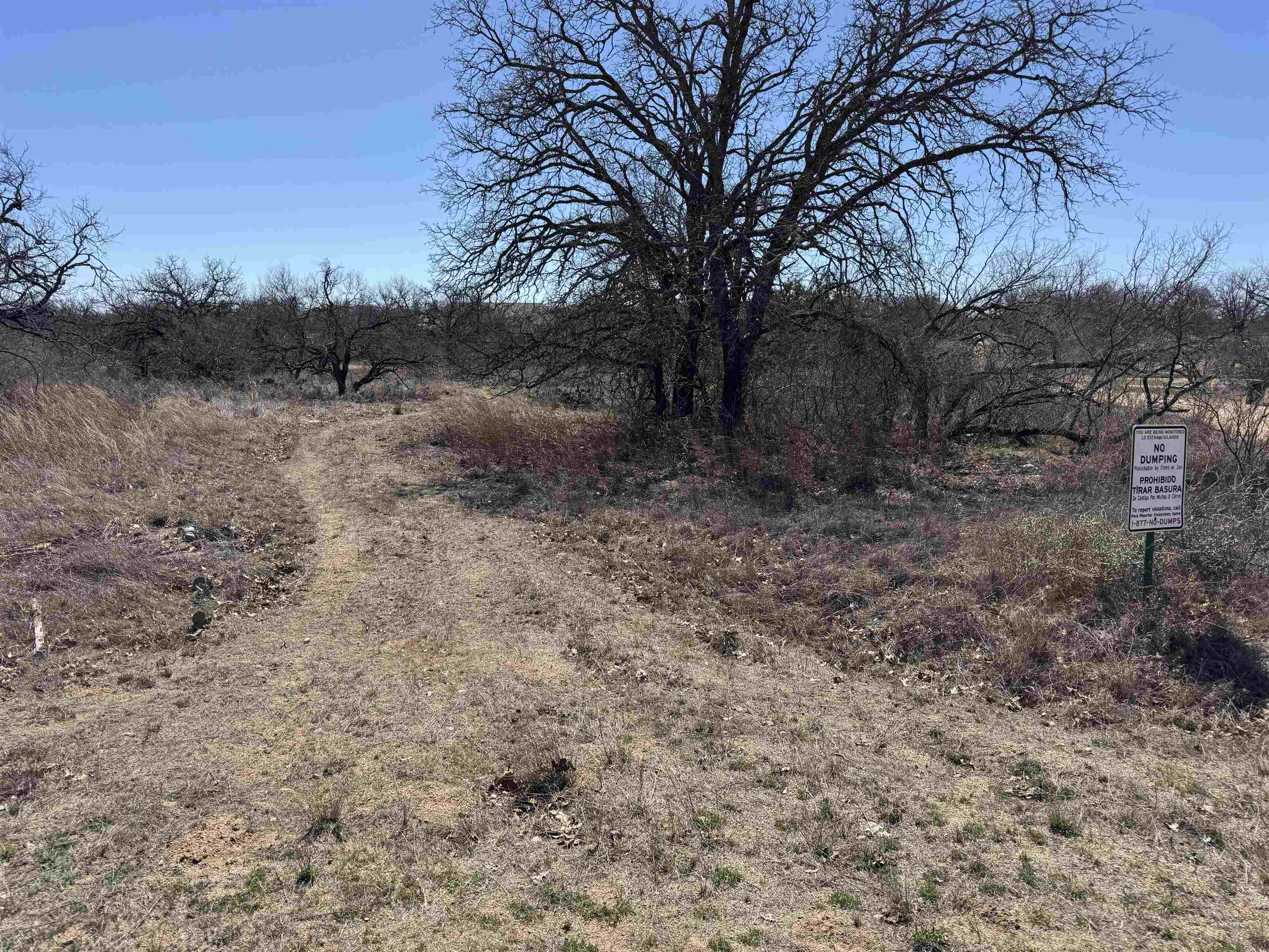 a view of a dry yard with trees