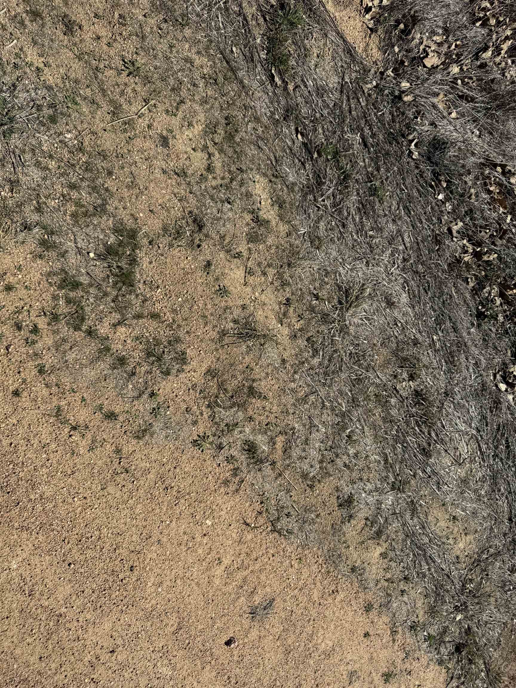 Lot 103 Ridgemont Kingsland, TX 78639 - Photo 5 of 9