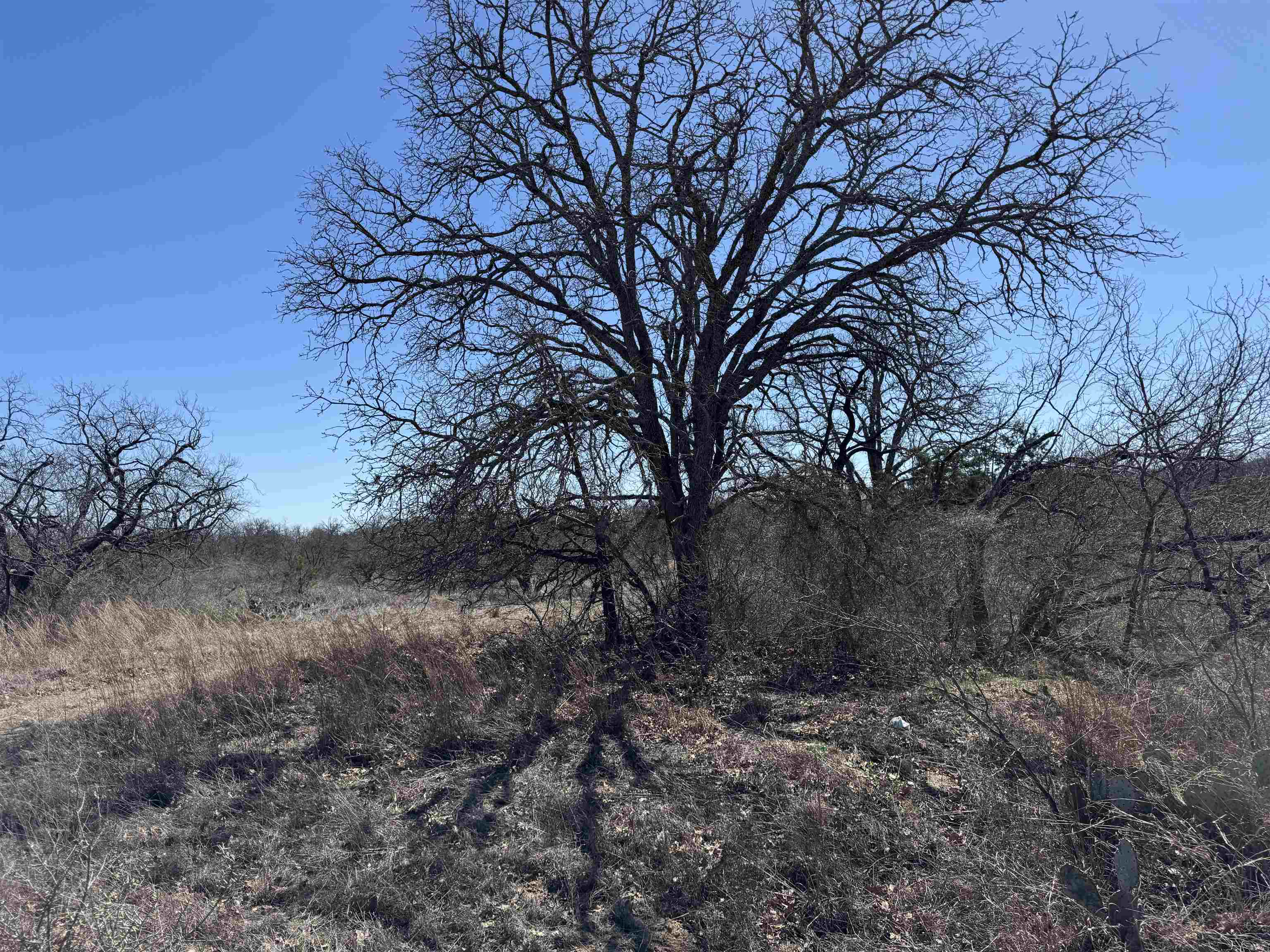Lot 103 Ridgemont Kingsland, TX 78639 - Photo 6 of 9 a view of a forest filled with trees