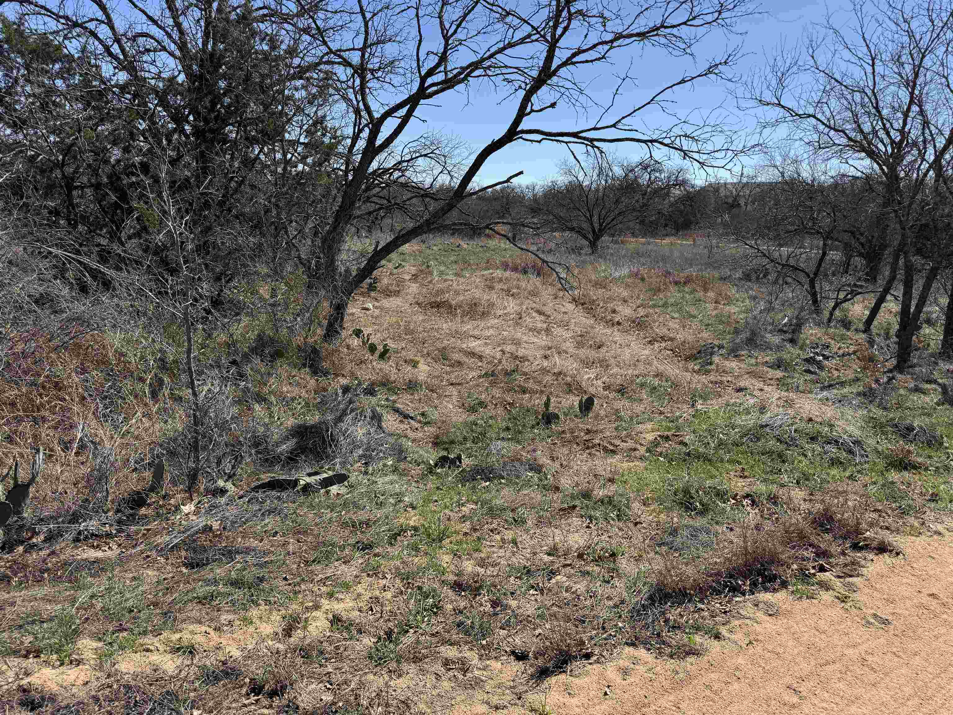 Lot 103 Ridgemont Kingsland, TX 78639 - Photo 9 of 9 a view of a yard with a tree