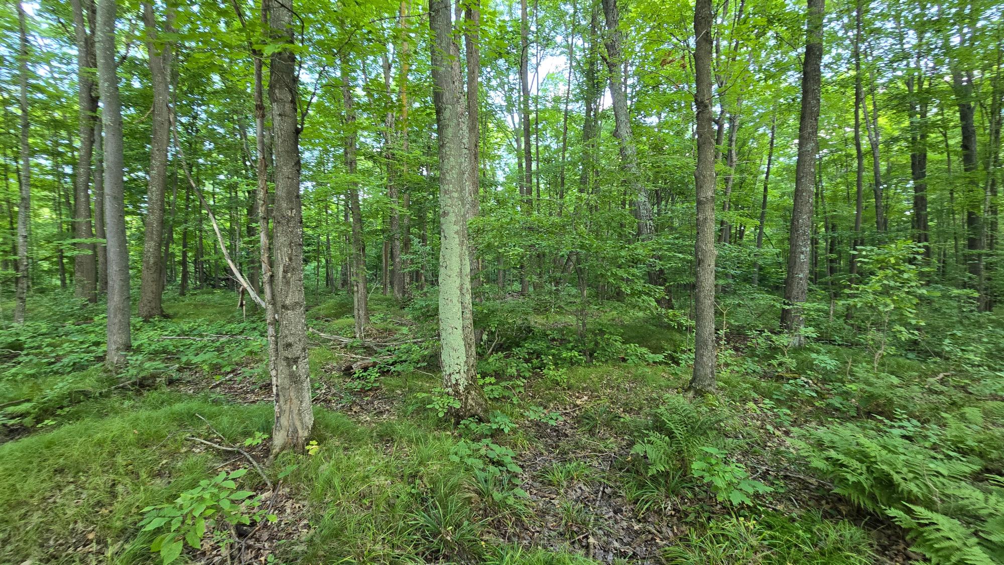 Off Off Cth Cc, Unit 20 ACRES Gleason, WI 54435 - Photo 3 of 14 Gallery Image 3