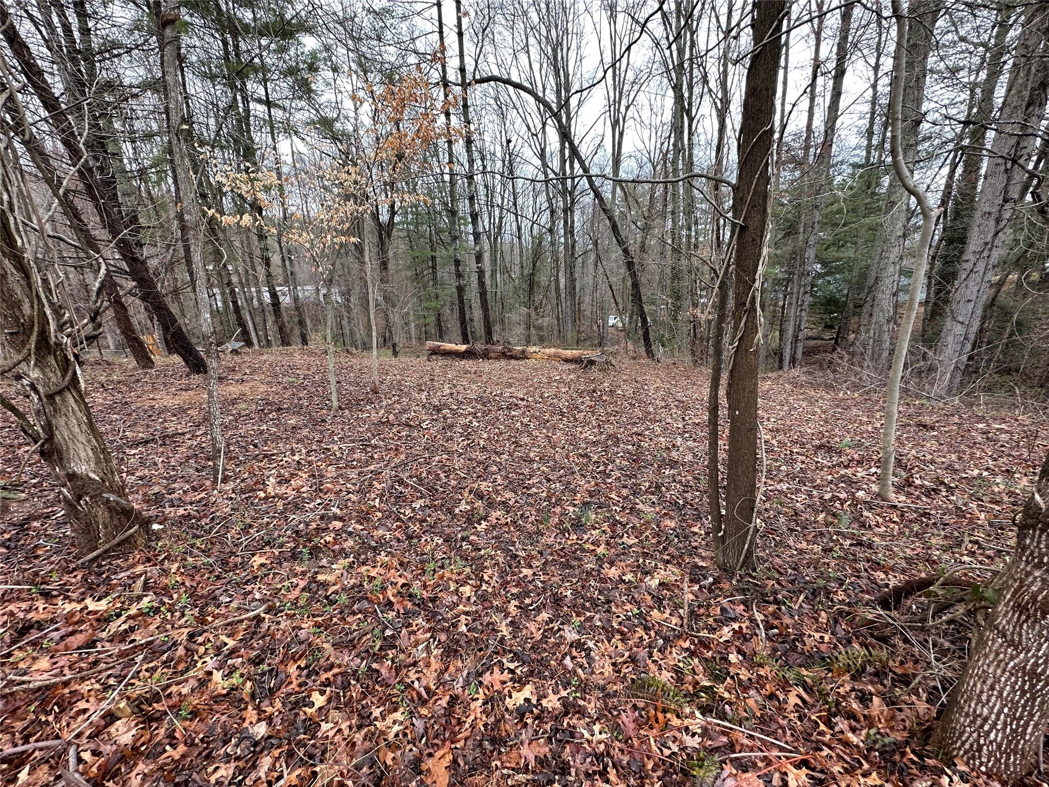 21 Shelby Road Asheville, NC 28806 - Photo 3 of 6 a view of a forest filled with trees