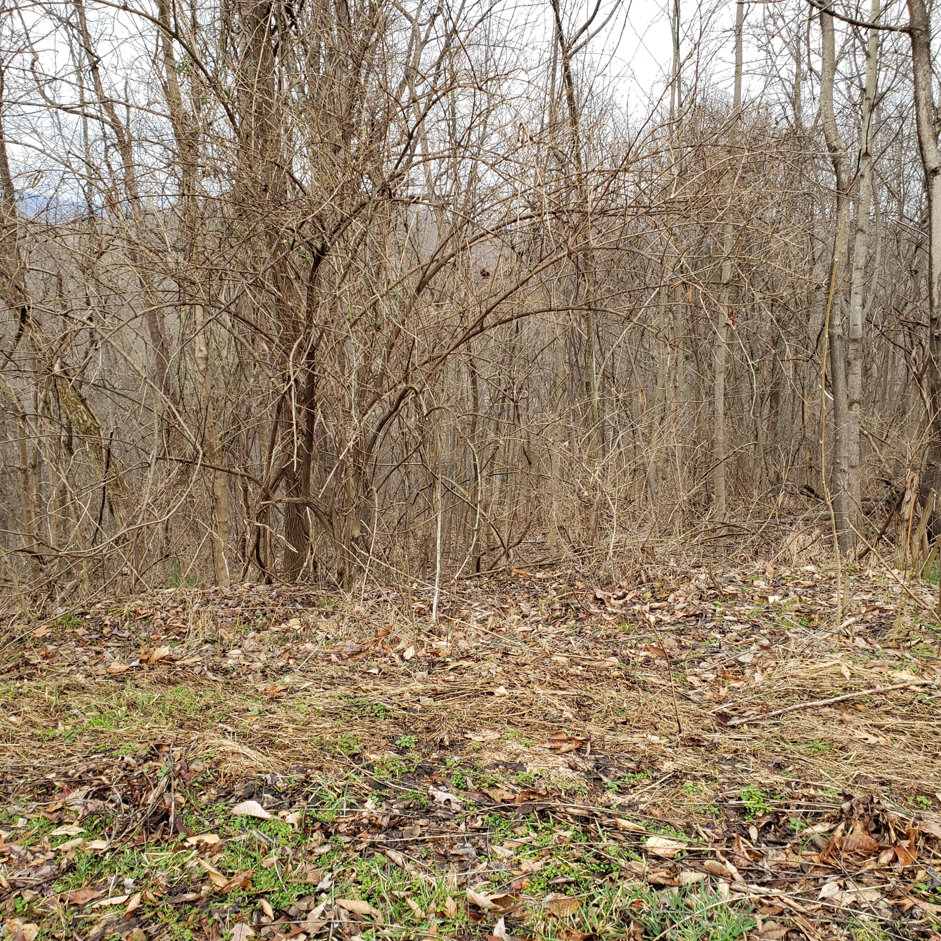 0 Dugger Rd Extension, Unit 4 & 5 Elizabethton, TN 37643 - Photo 3 of 8 20200131_162830