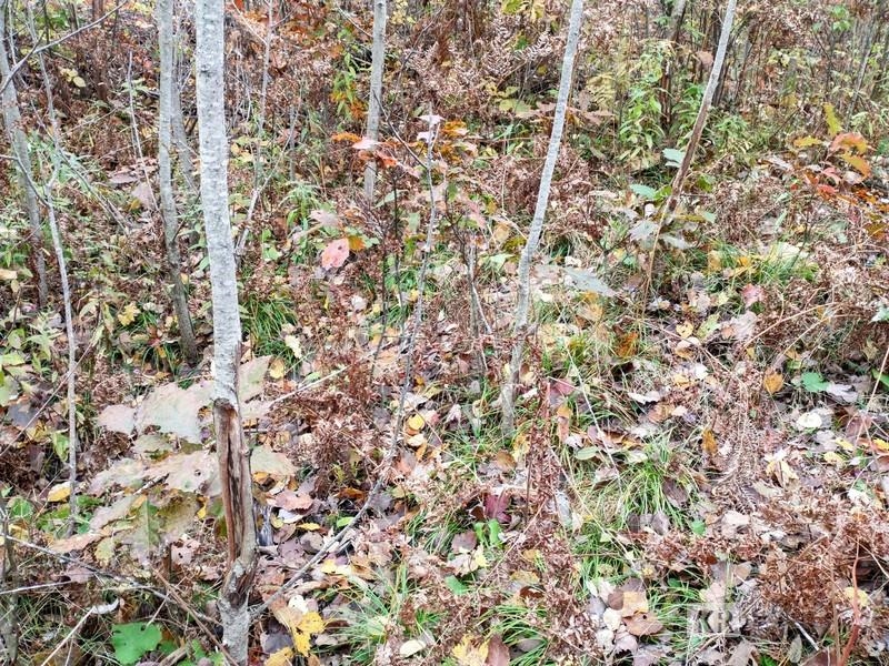 80-acres Wieman Road Gladwin, MI 48624 - Photo 28 of 28 Gallery Image 28