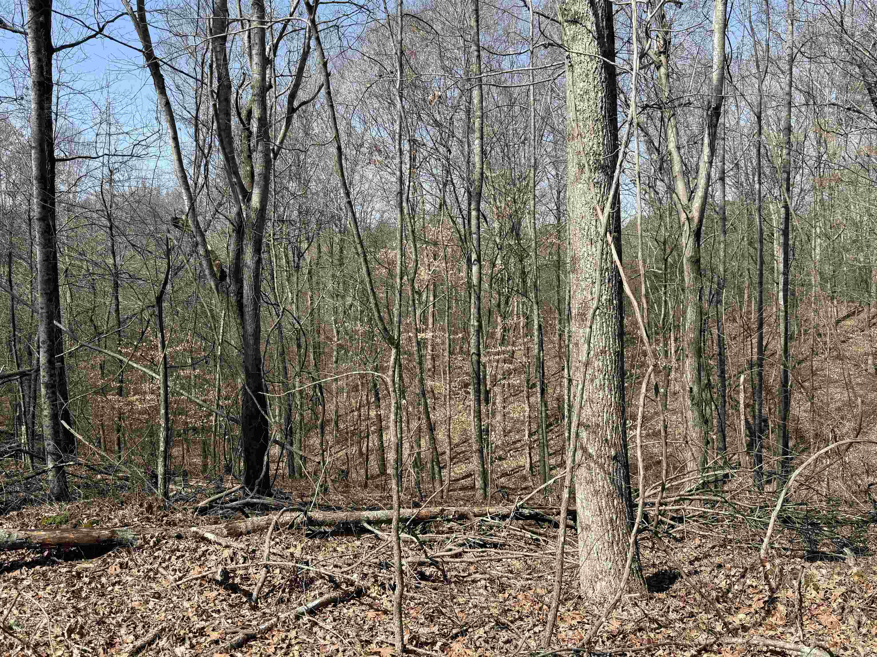 0 100th Highway Toone, TN 38381 - Photo 17 of 19 a backyard of a house with lots of green space