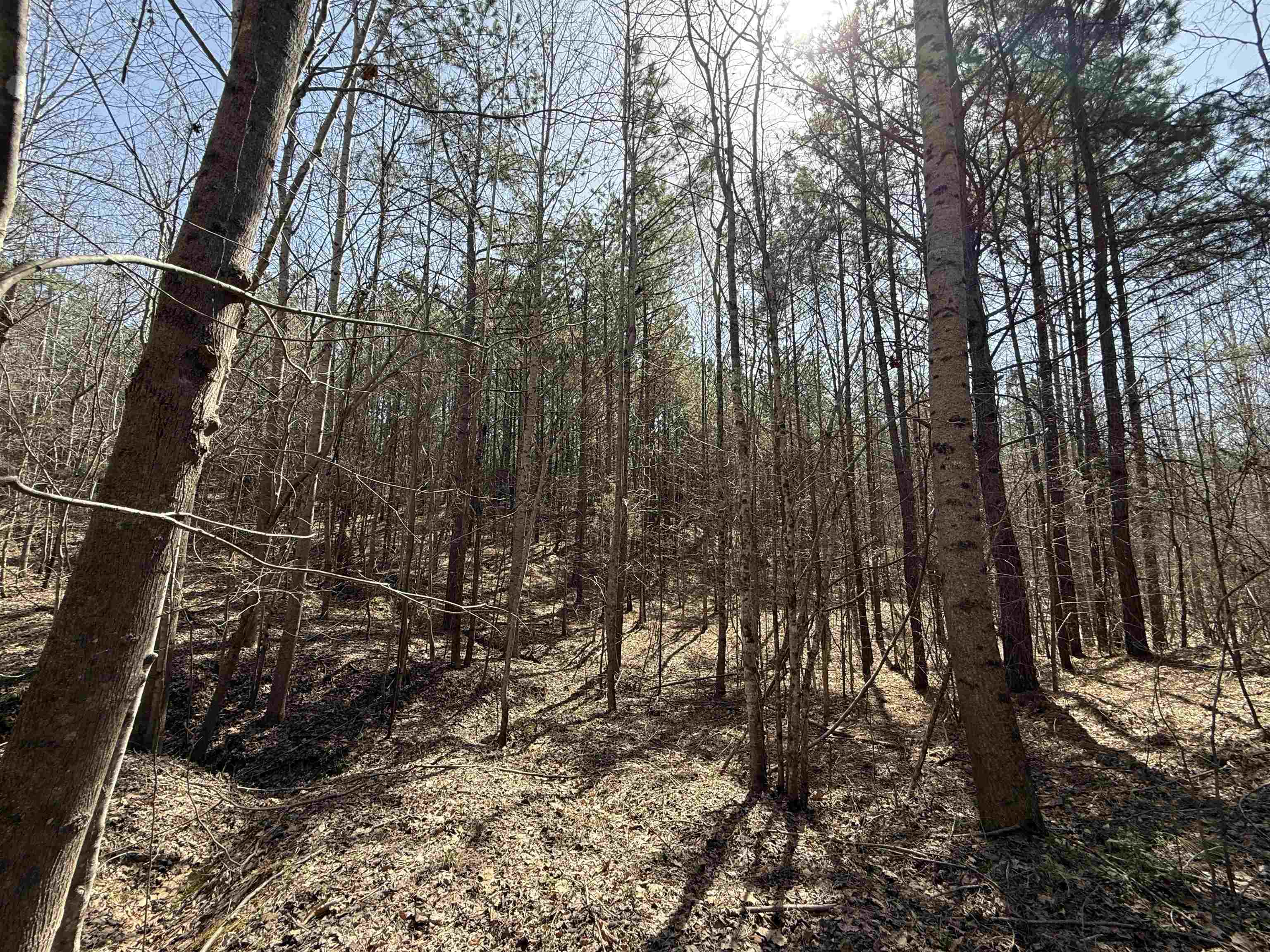 0 100th Highway Toone, TN 38381 - Photo 18 of 19 a view of a yard with large trees