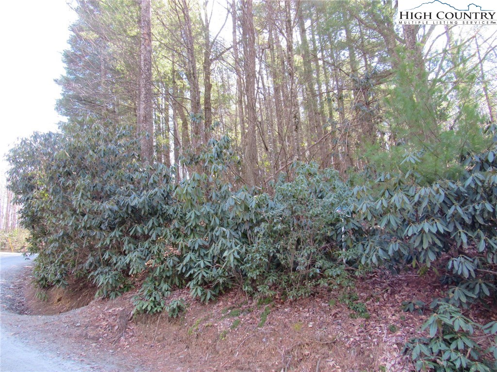 Lot 6 Green Mountain Road Sparta, NC 28675 - Photo 11 of 14 a view of forest