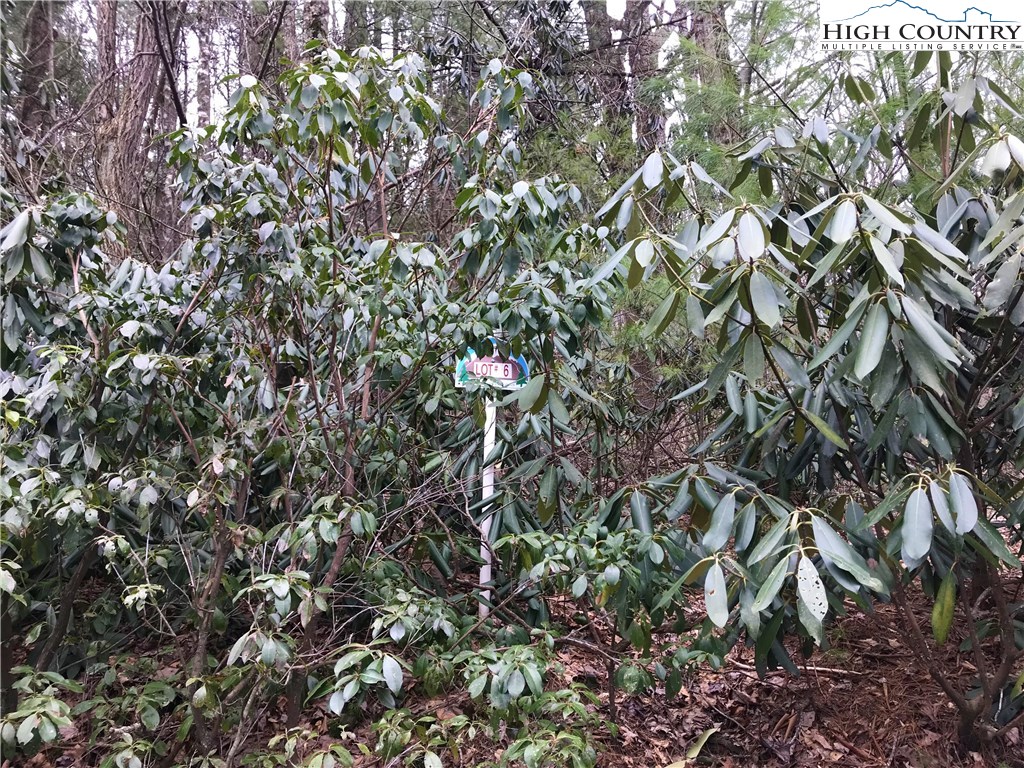 Lot 6 Green Mountain Road Sparta, NC 28675 - Photo 3 of 14 a view of a tree