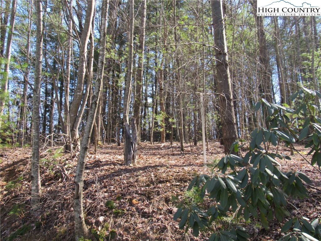 Lot 6 Green Mountain Road Sparta, NC 28675 - Photo 7 of 14 a view of a forest filled with trees