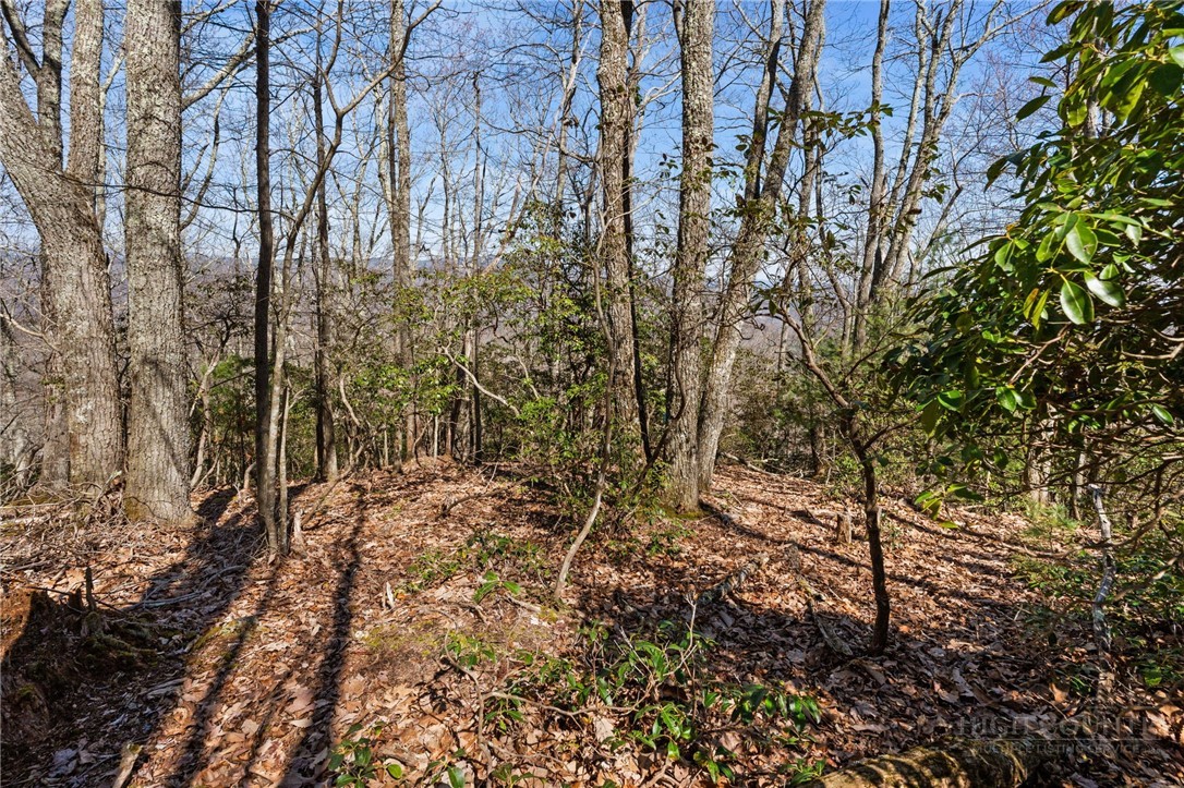 Lot 9 Lot Drive Boone, NC 28607 - Photo 11 of 13 a view of a yard with plants and trees