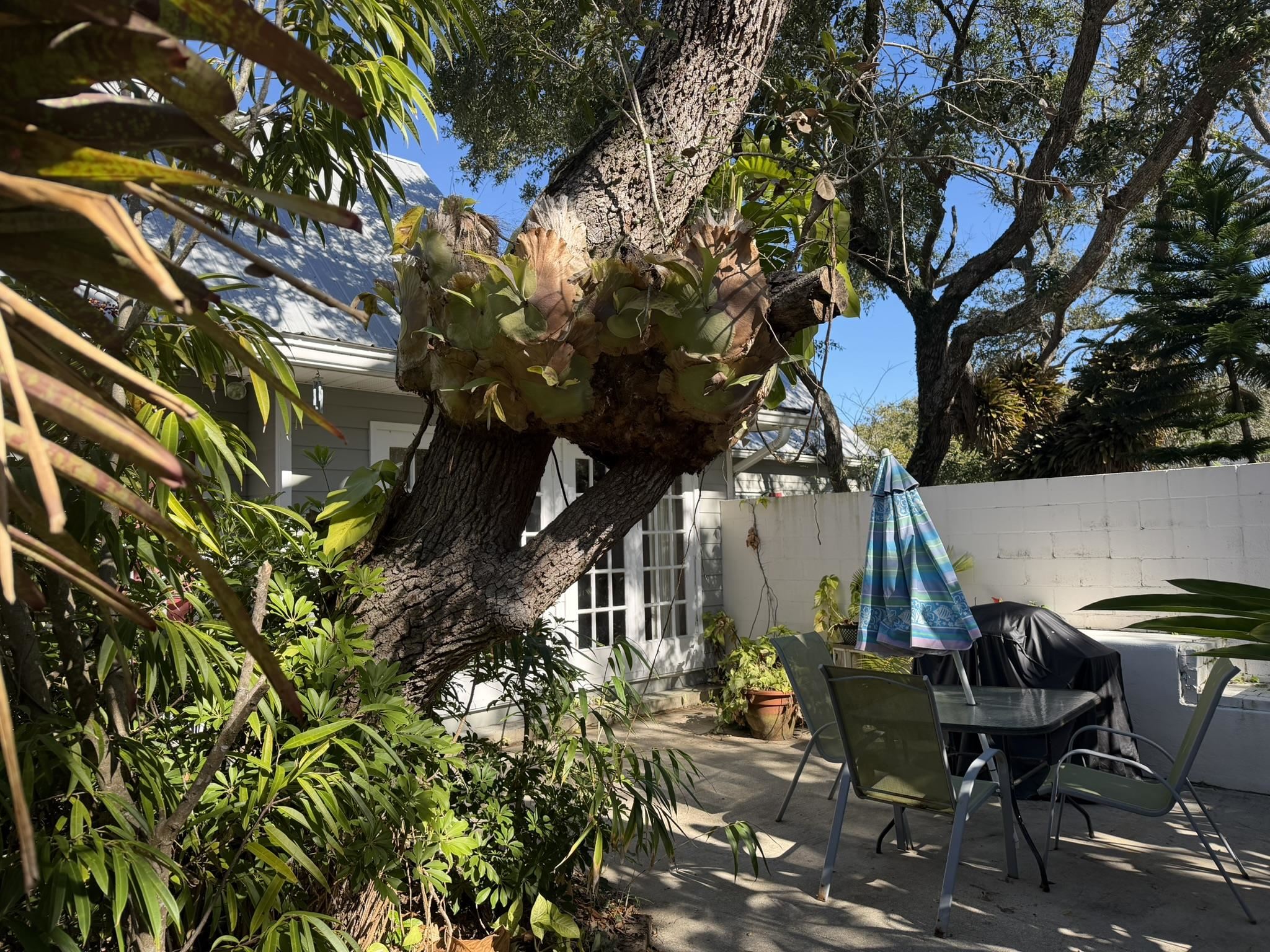 404 Fifteenth Street St. Augustine, FL 32084 - Photo 18 of 23 a view of a patio with table and chairs and potted plants with large tree