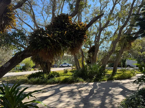 a view of a street with a tree