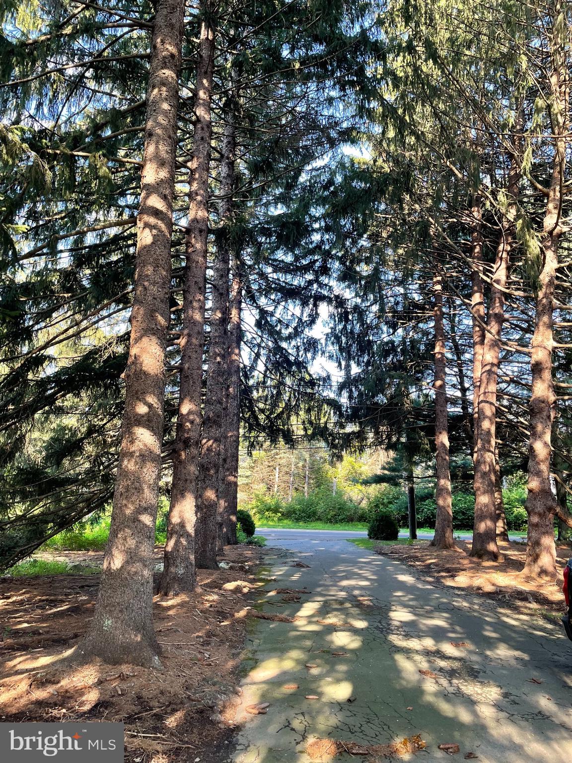 4428 Province Line Road Princeton, NJ 08540 - Photo 11 of 43 Pine tree lined driveway