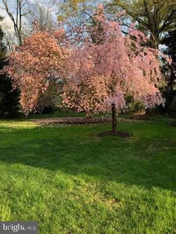 4428 Province Line Road Princeton, NJ 08540 - Photo 32 of 43 Flowering trees