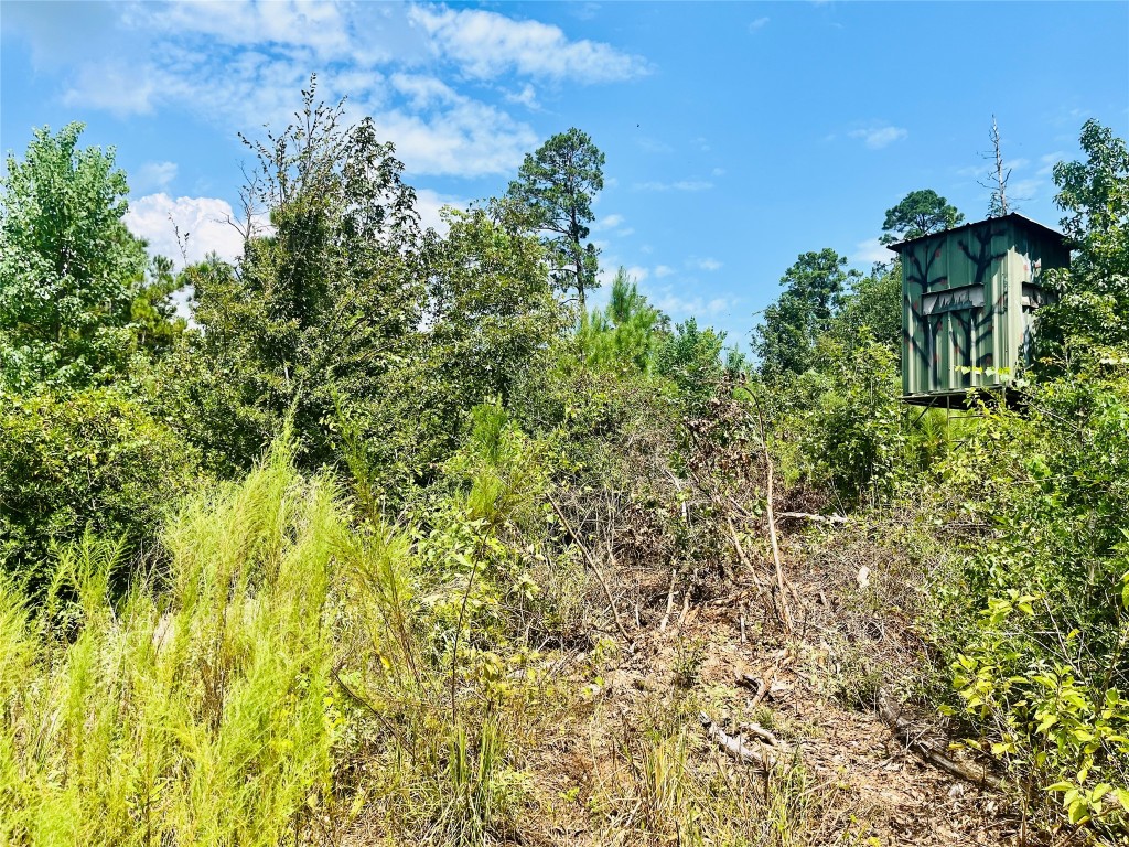 0 9 Bridge Road Corrigan, TX 75939 - Photo 8 of 22 a close up of a plant in a garden