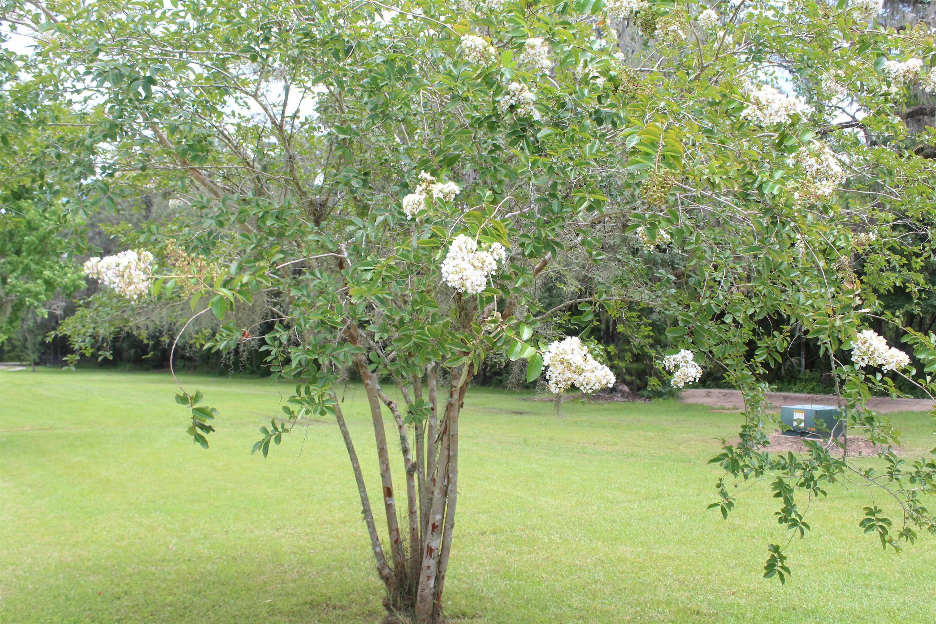 173 Dog Branch Road East Palatka, FL 32131 - Photo 2 of 15 a view of a golf course with a lake