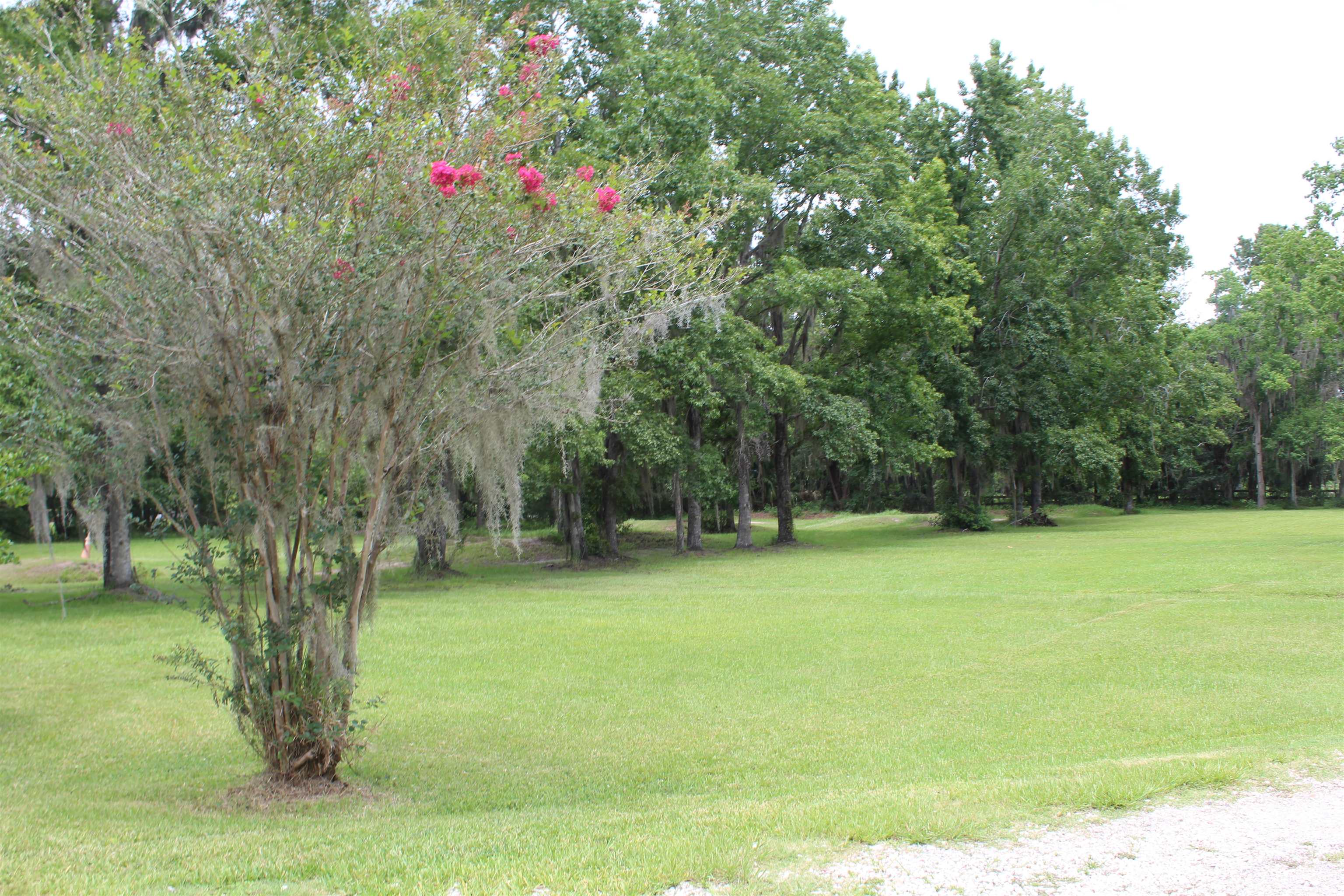 173 Dog Branch Road East Palatka, FL 32131 - Photo 3 of 15 a view of a yard with a tree
