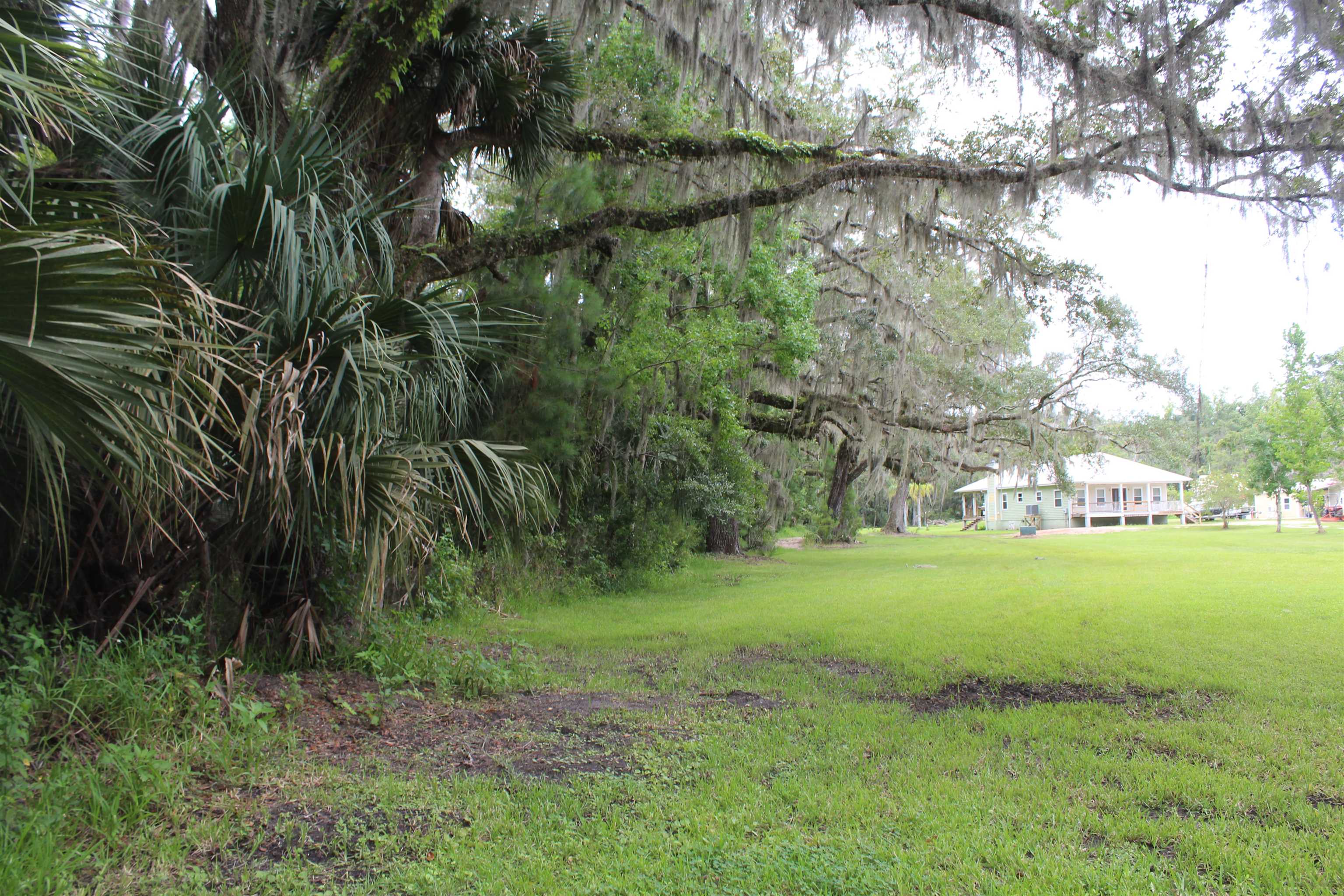 173 Dog Branch Road East Palatka, FL 32131 - Photo 8 of 15 a view of a big yard with a tree