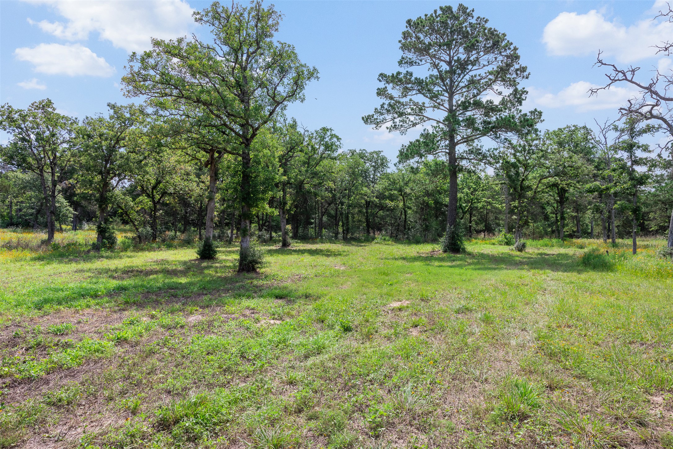305 Cistern Road Rosanky, TX 78953 - Photo 5 of 13 Mature trees frame a verdant lot, ideal for building a custom home.